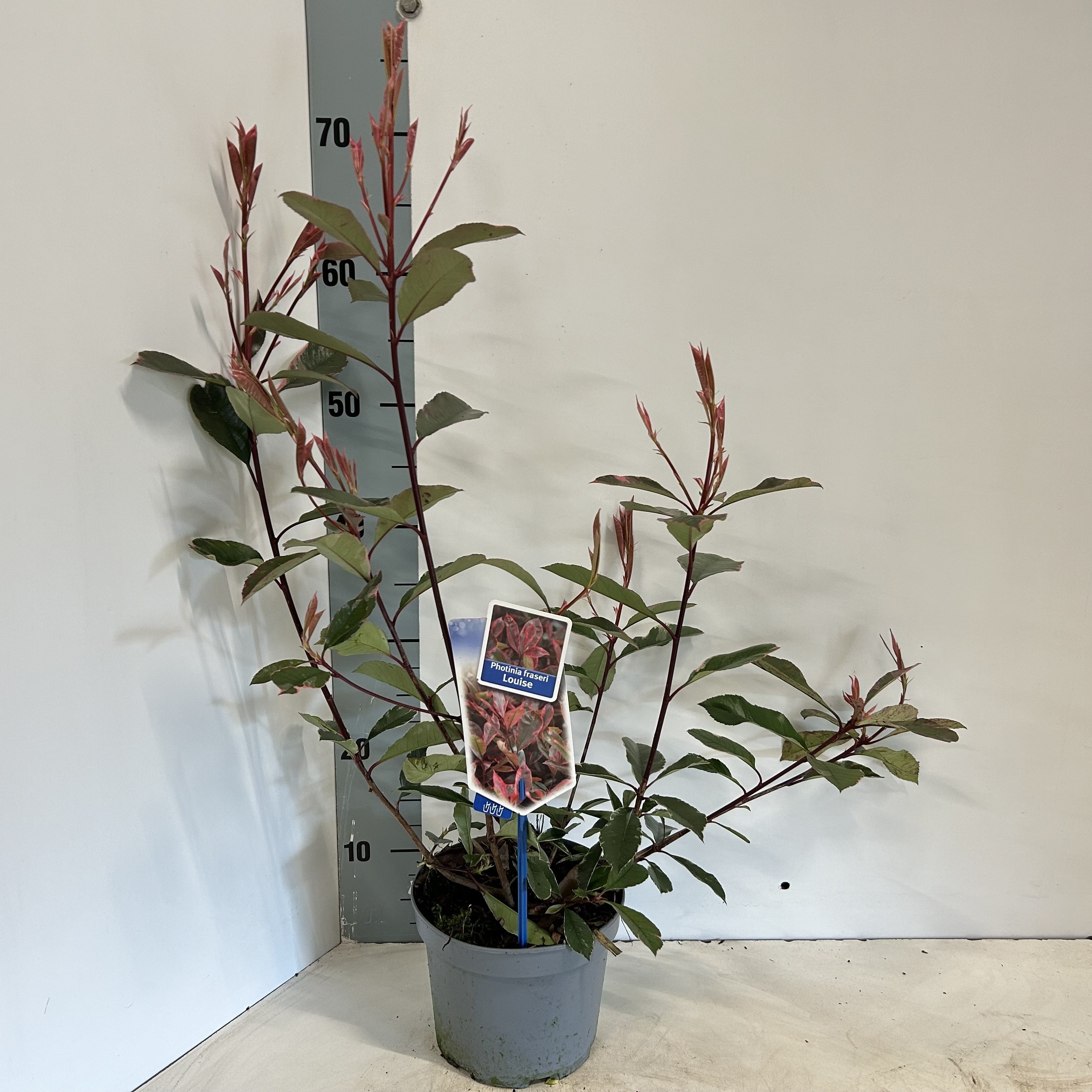 Picture of Photinia fraseri Louise ('McLarlou'PBR)