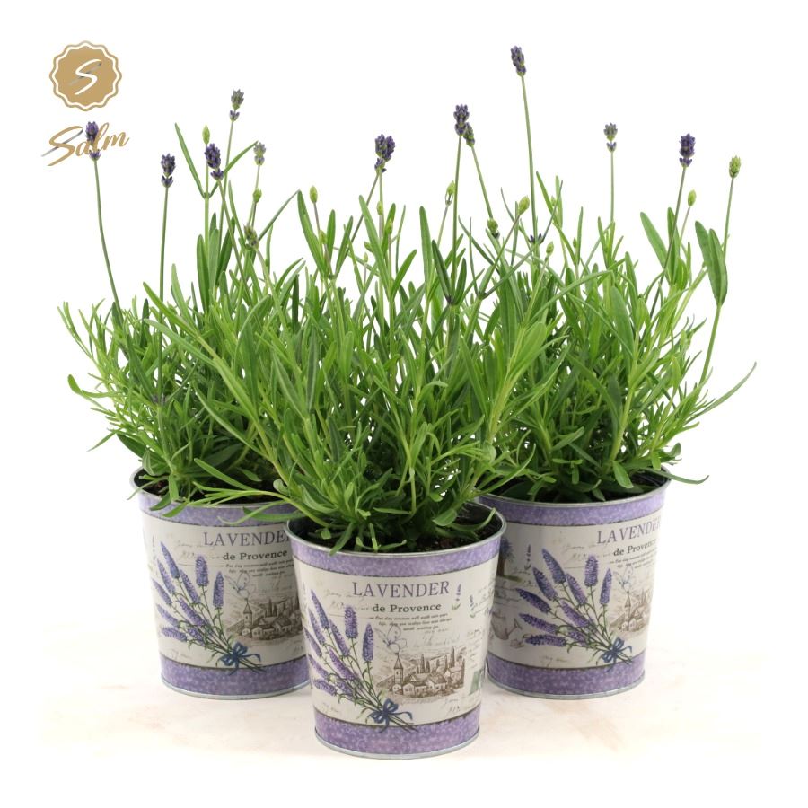 Picture of Lavandula ang. 'Felice'® Collection P10,5 in Zinc Lavender