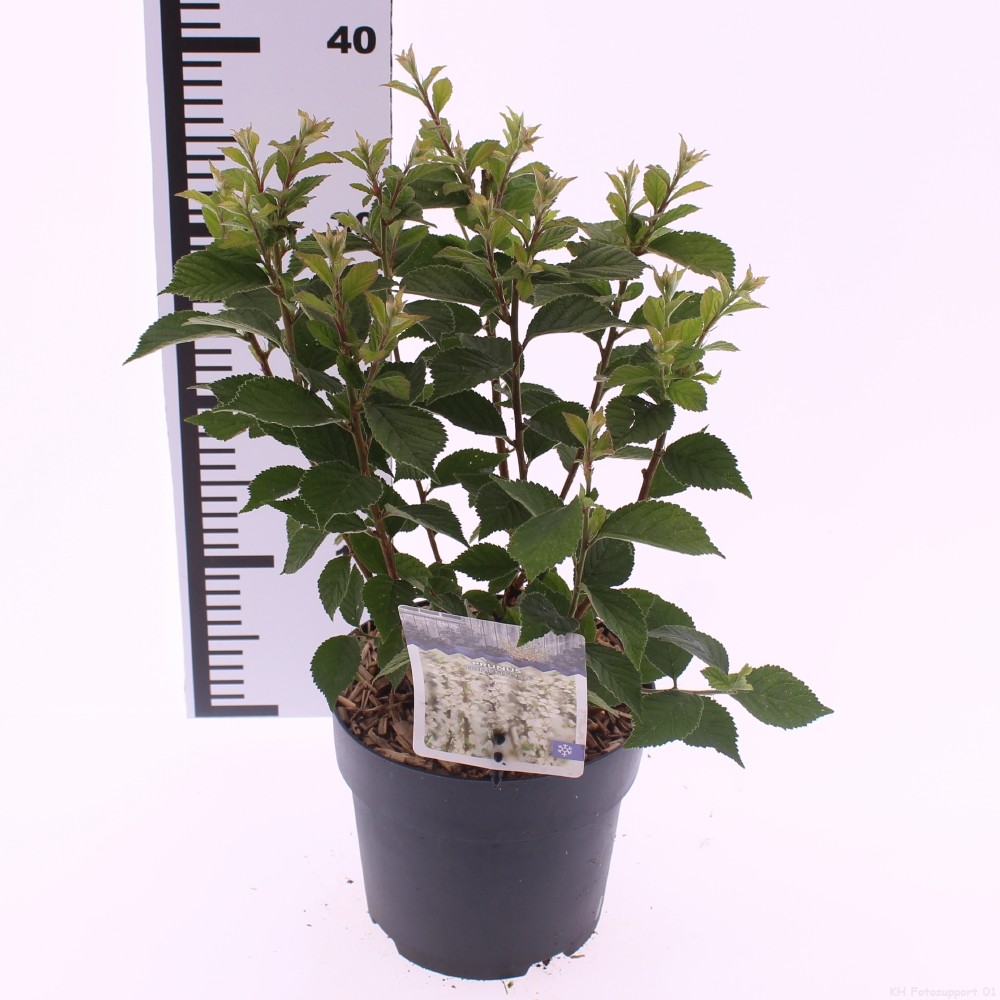 Picture of Prunus incisa 'Tomentosa'
