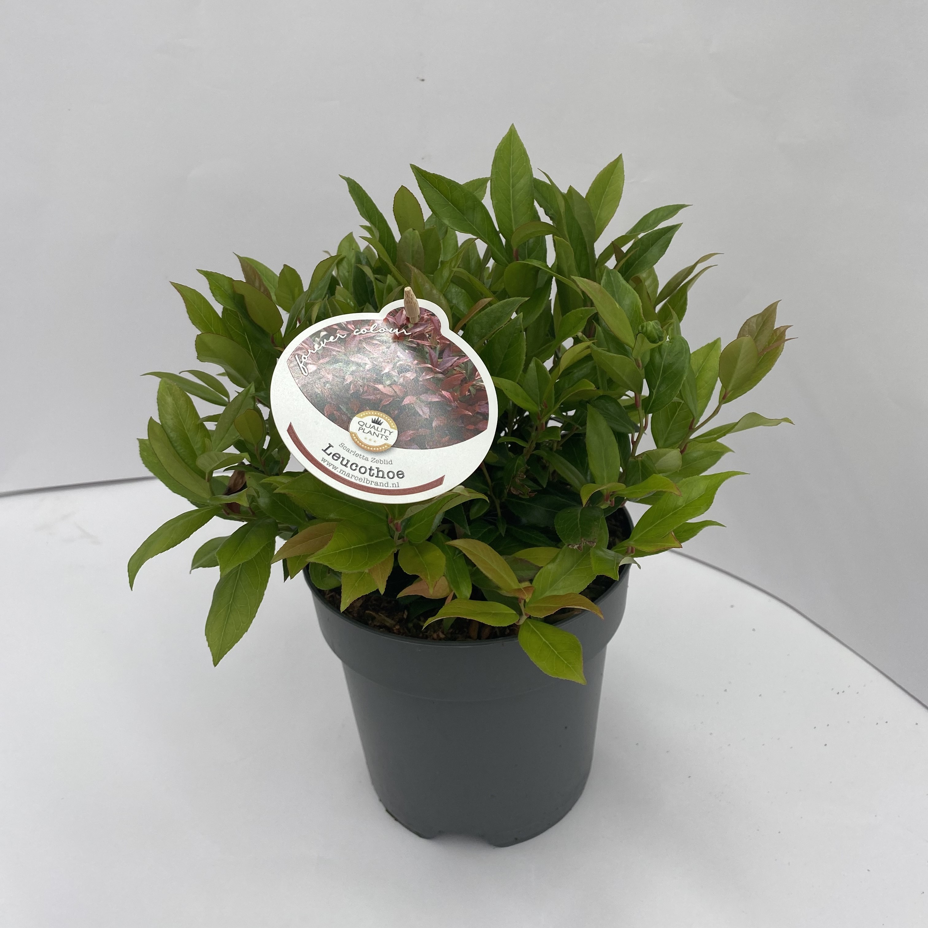 Picture of Leucothoe axillaris Zeblid P17 (2 Ltr)