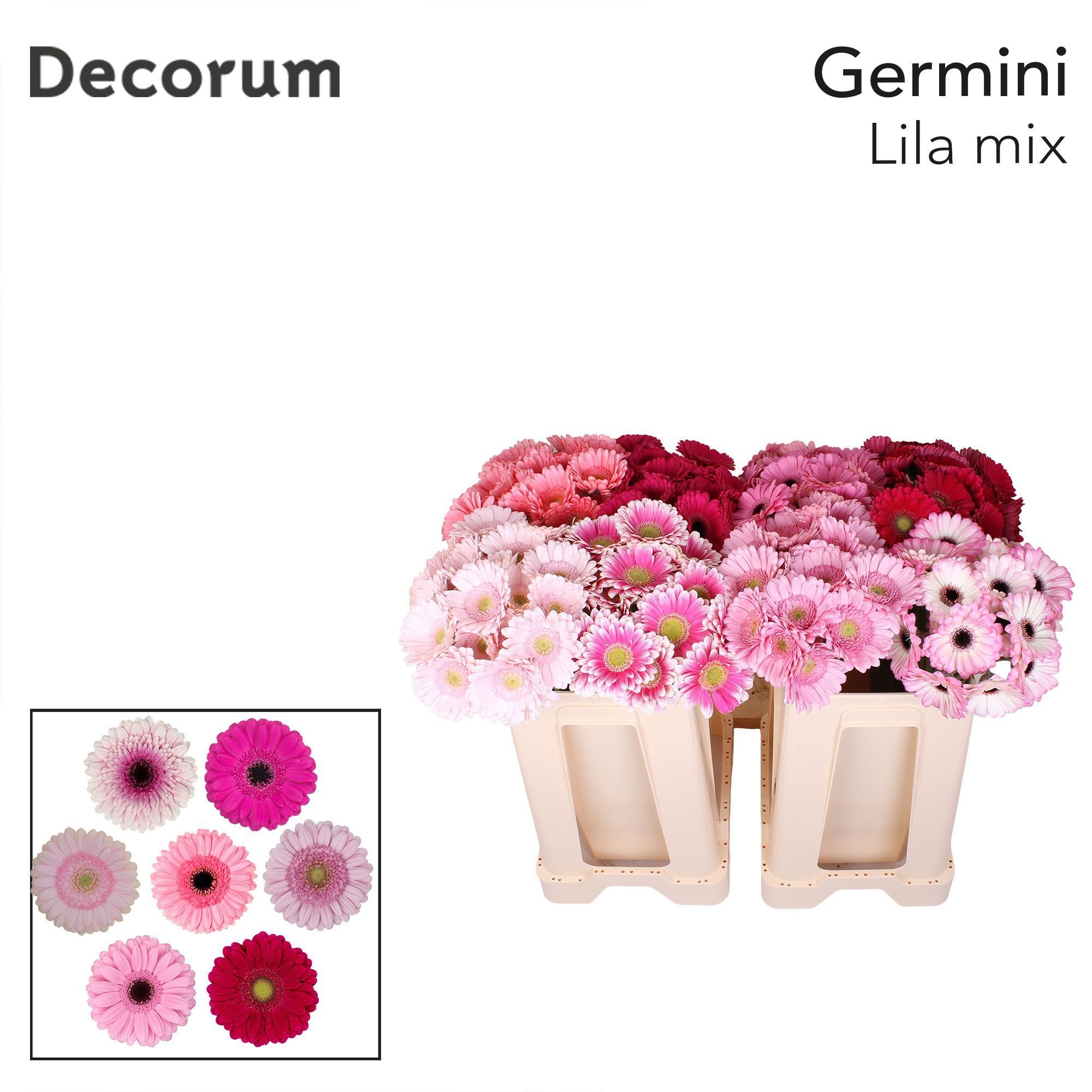 Ge Mi S Mix Lil Rose 50L.cm 23bloei