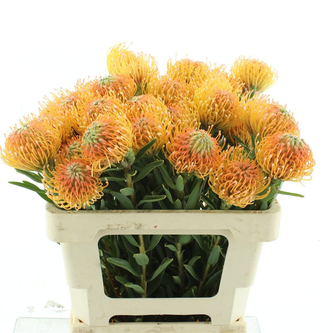Leuco Ayoba Peach