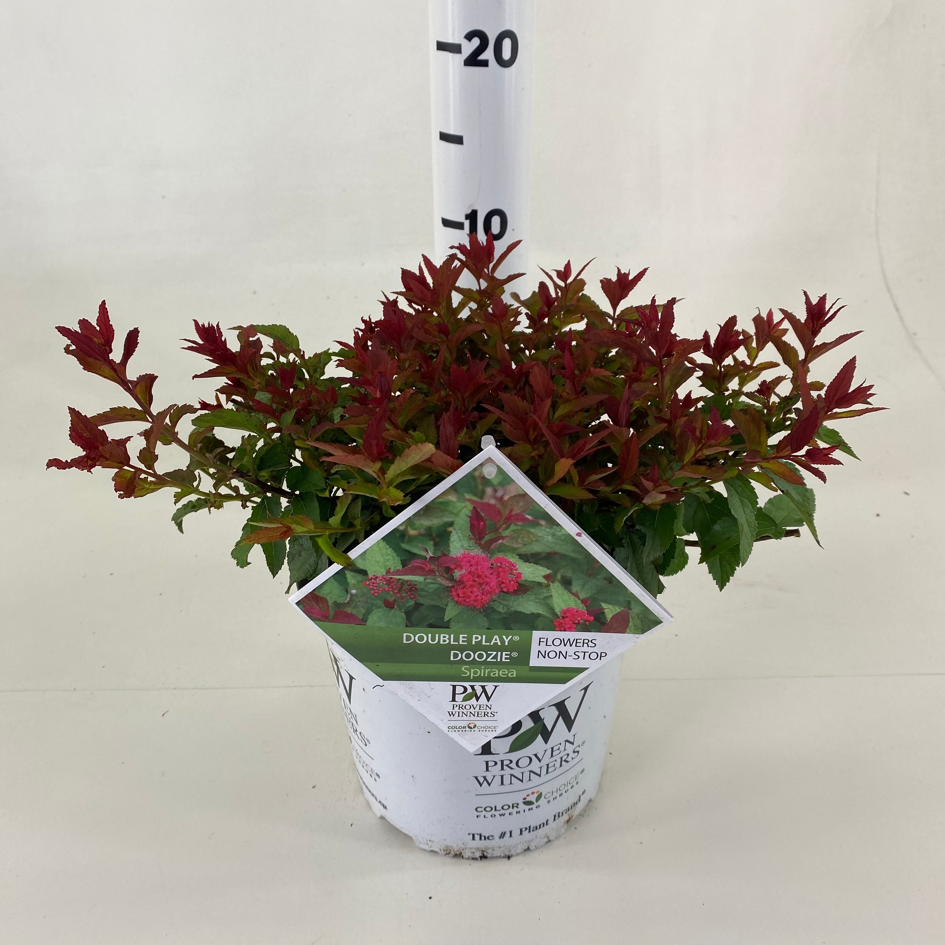 Picture of Spiraea jap. Double Play ® Doozie P19 (3 Ltr) (LOOSE)