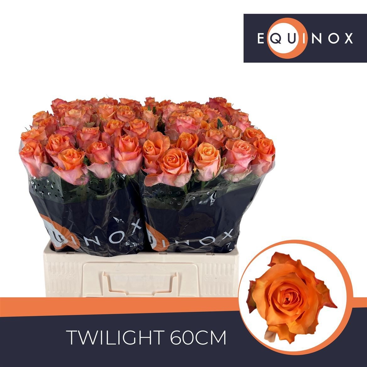 R Gr Twilight@