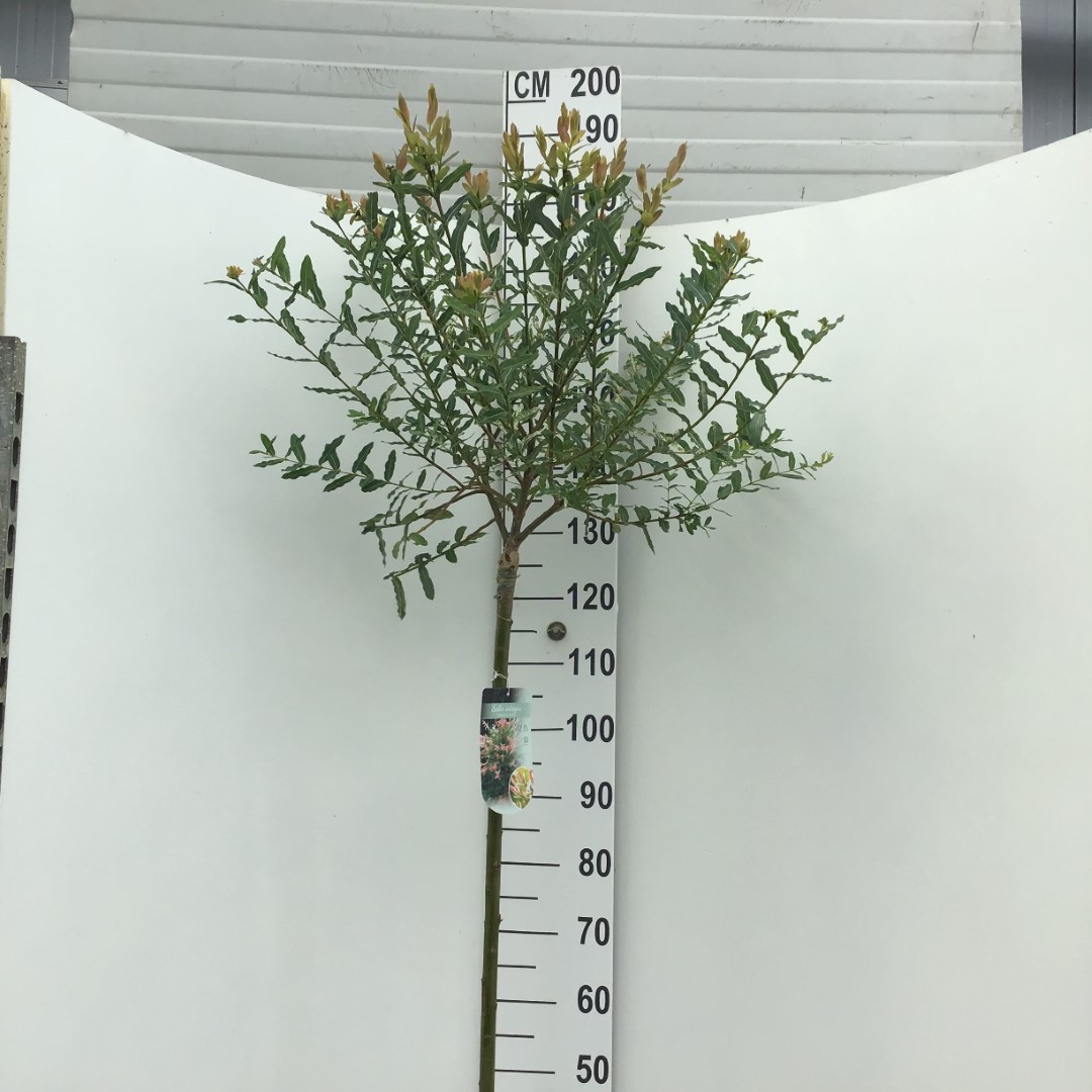 Picture of Salix integra Hakuro-nishiki P26 (7.5 Ltr) 120/STD (LOOSE)