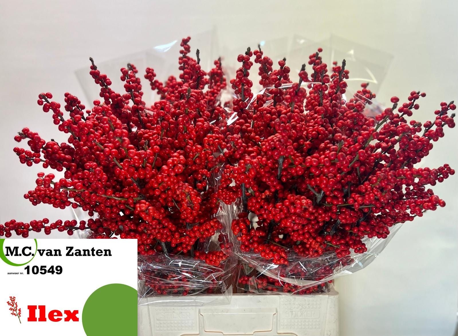 Ilex Verticlilata 70cm