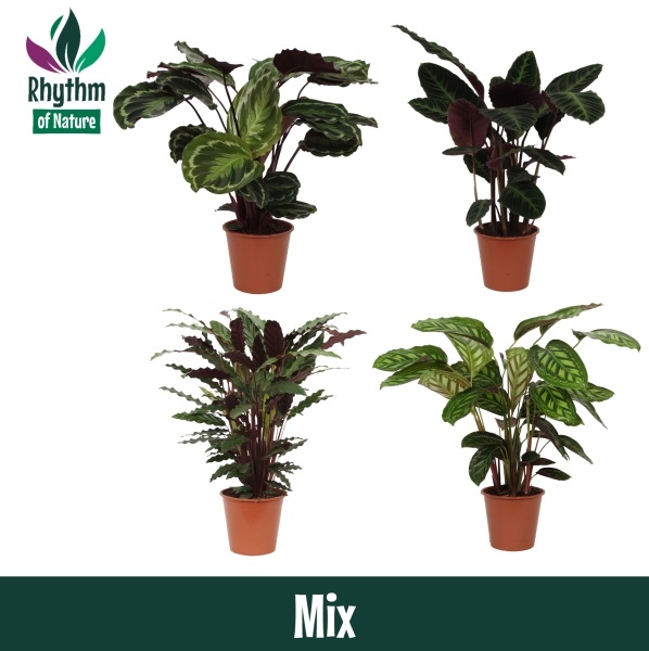 Calathea gemischt | OZ Planten
