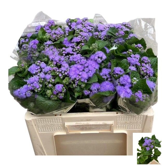 Ageratum Blue Planet 60cm