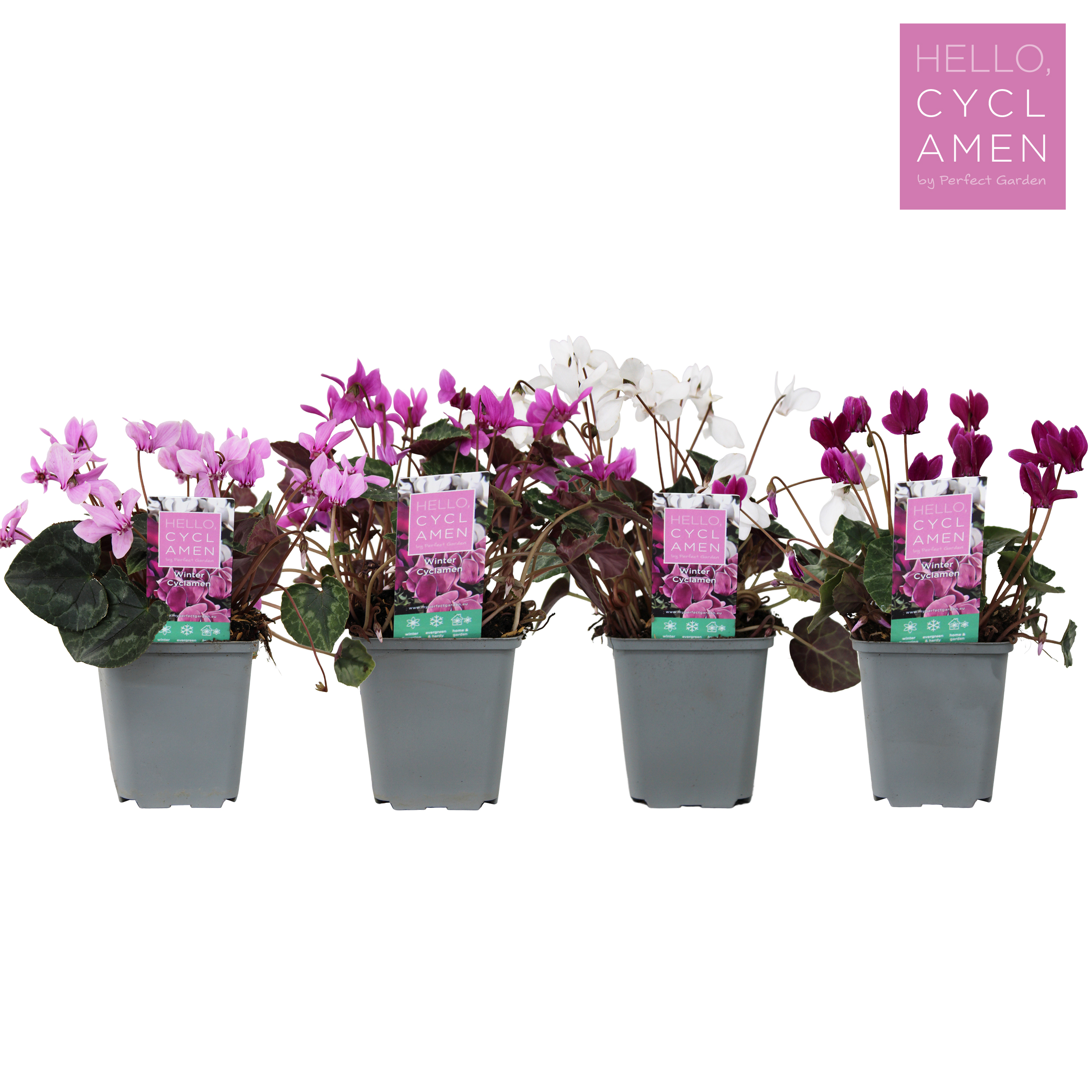 Picture of Cyclamen Winter Mix tray P9