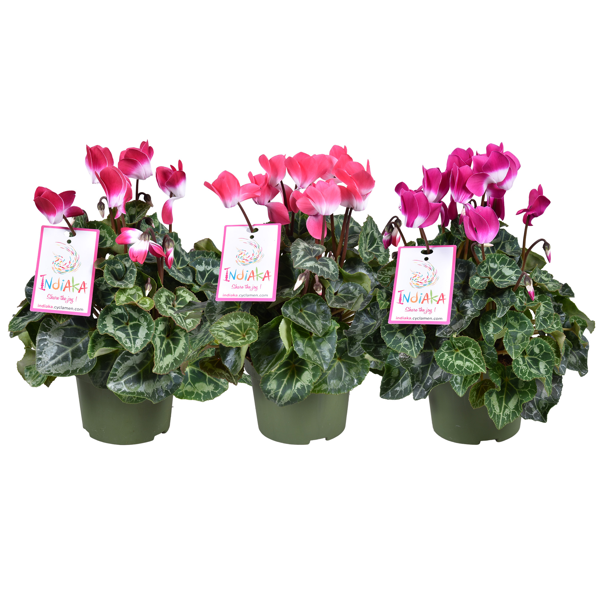 Picture of Cyclamen Indiaka in varieties P13 35CM