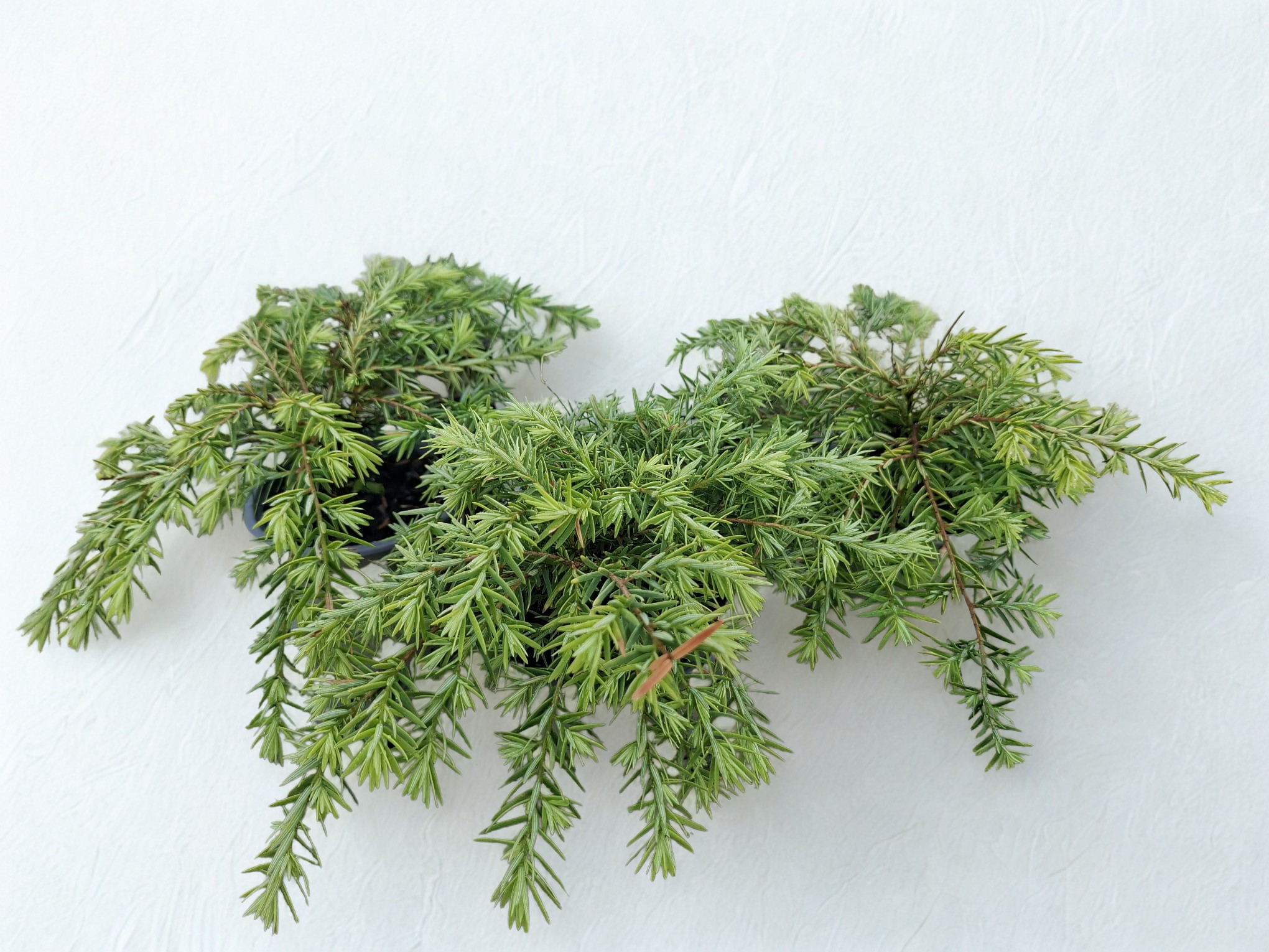 Tsuga canadensis 'Jeddeloh'
