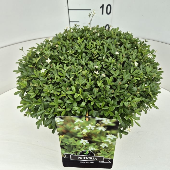 Picture of Potentilla tridentata Nuuk P29 (10 Ltr)