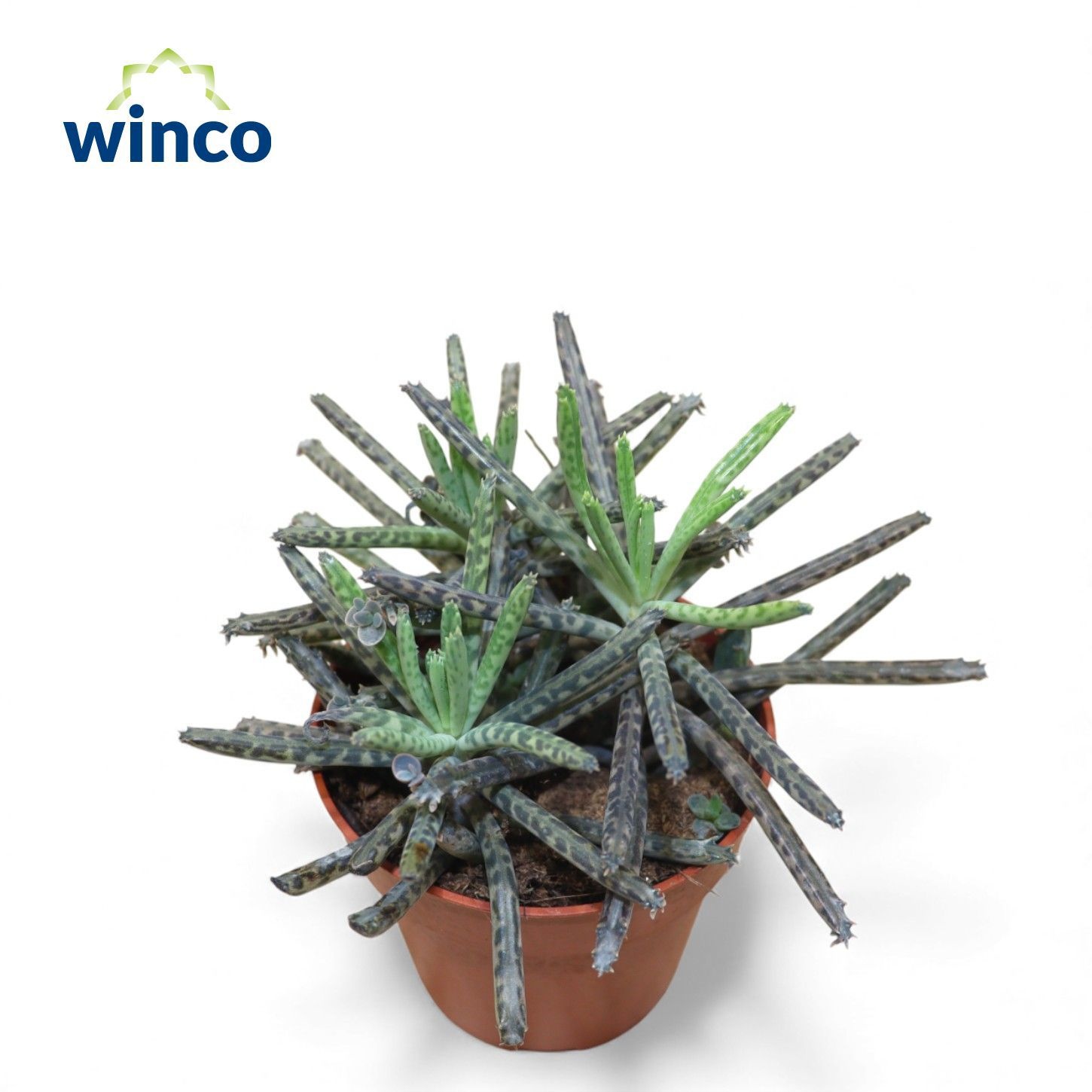 Kalanchoe Ov 508P 16H