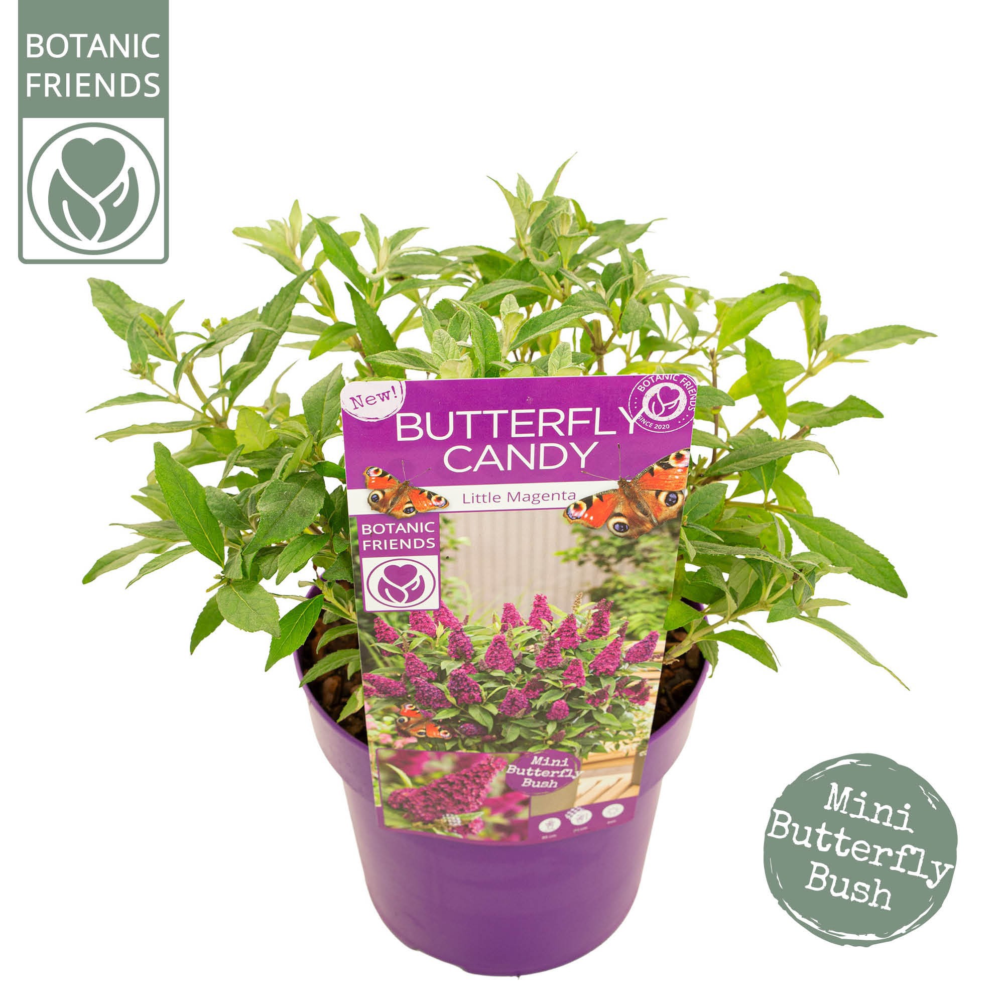 Buddleja Butterfly Candy® 'Little Magenta'