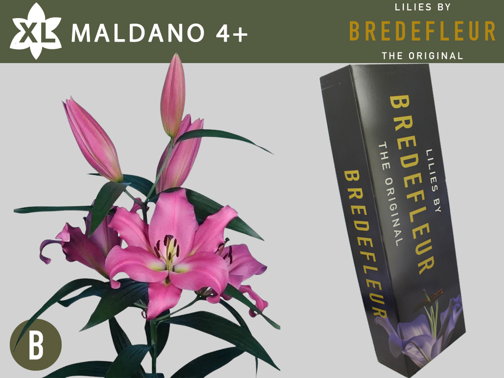 Li Ot Maldano