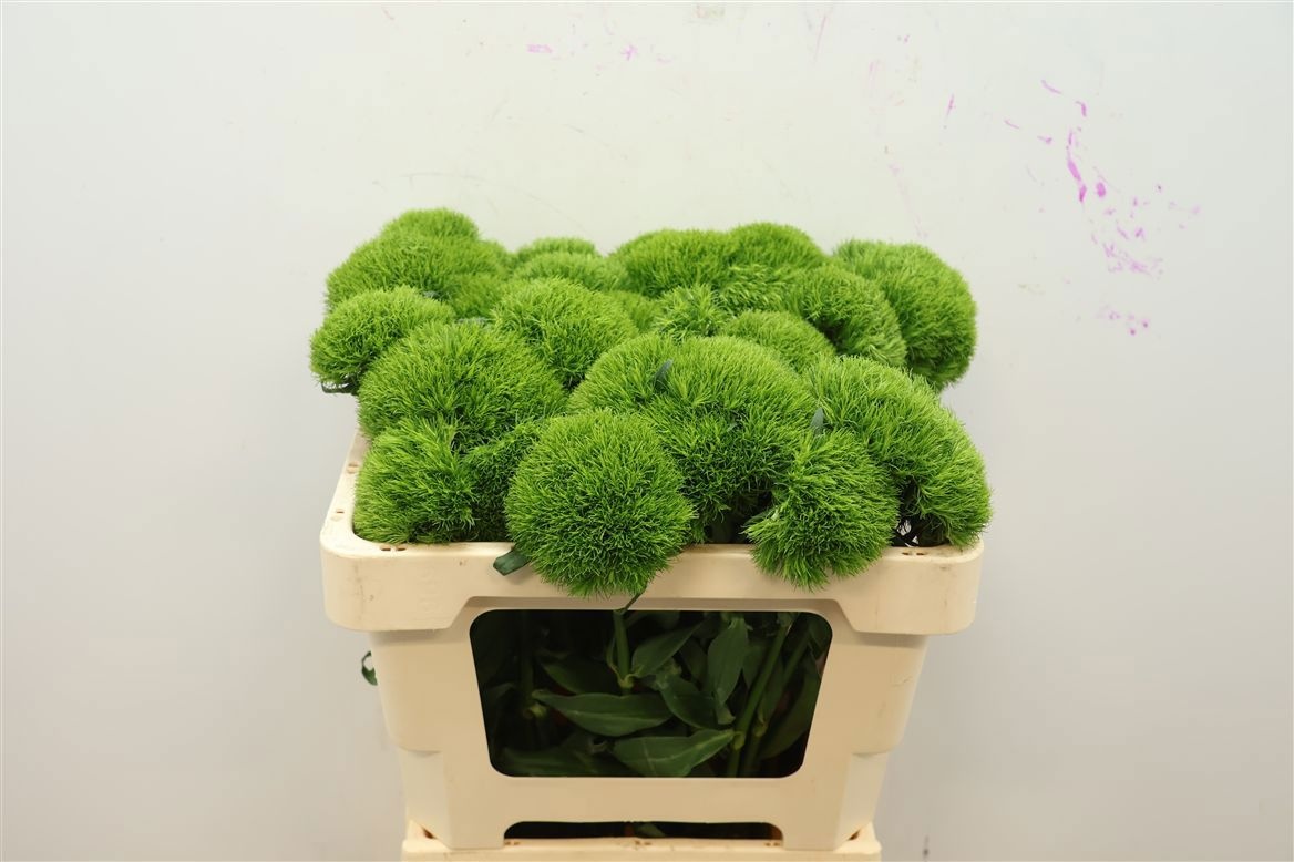 Dianthus Barb Kiwi Mellow 50cm