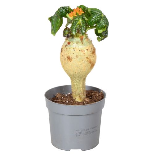 Jatropha Podagrica oranje p13 Rich