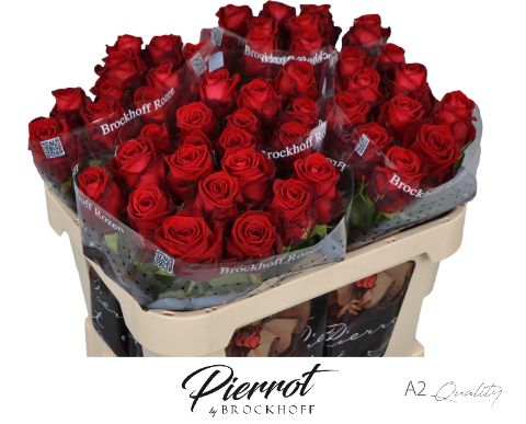 Rosa Red Naomi 70cm
