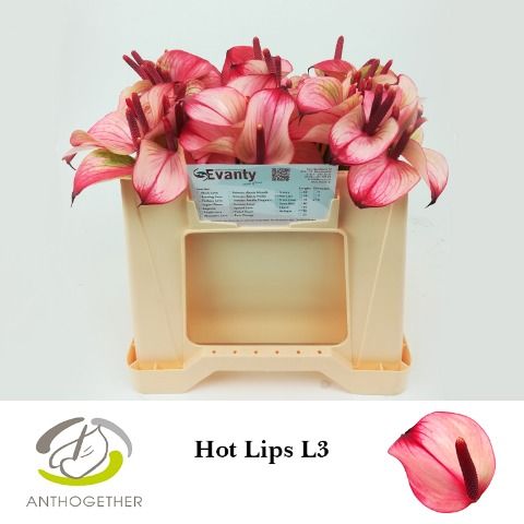 Anth Pr Ama Hot Lips