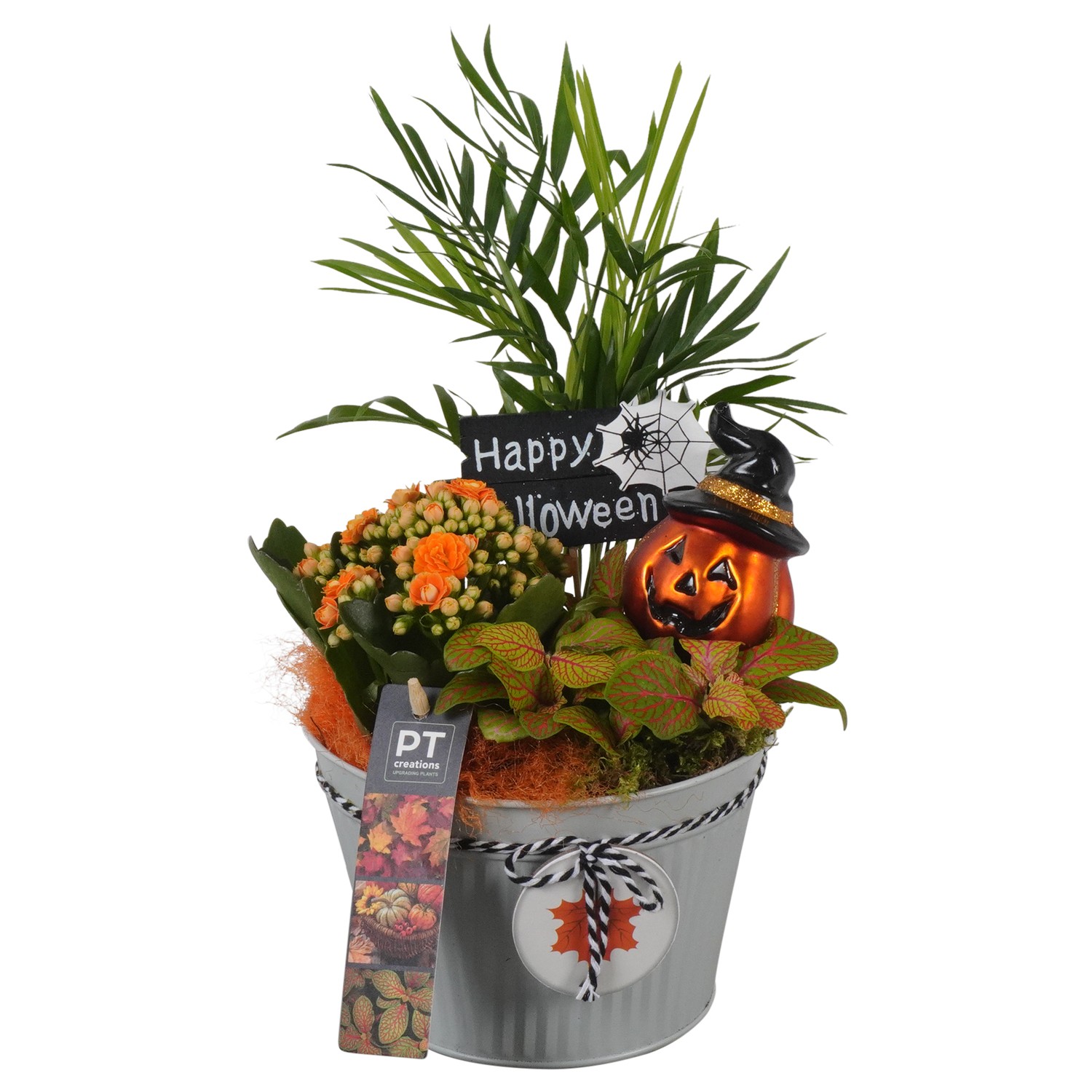 Picture of PTHL1926 Arrangement Halloween in zink pot P15 35CM