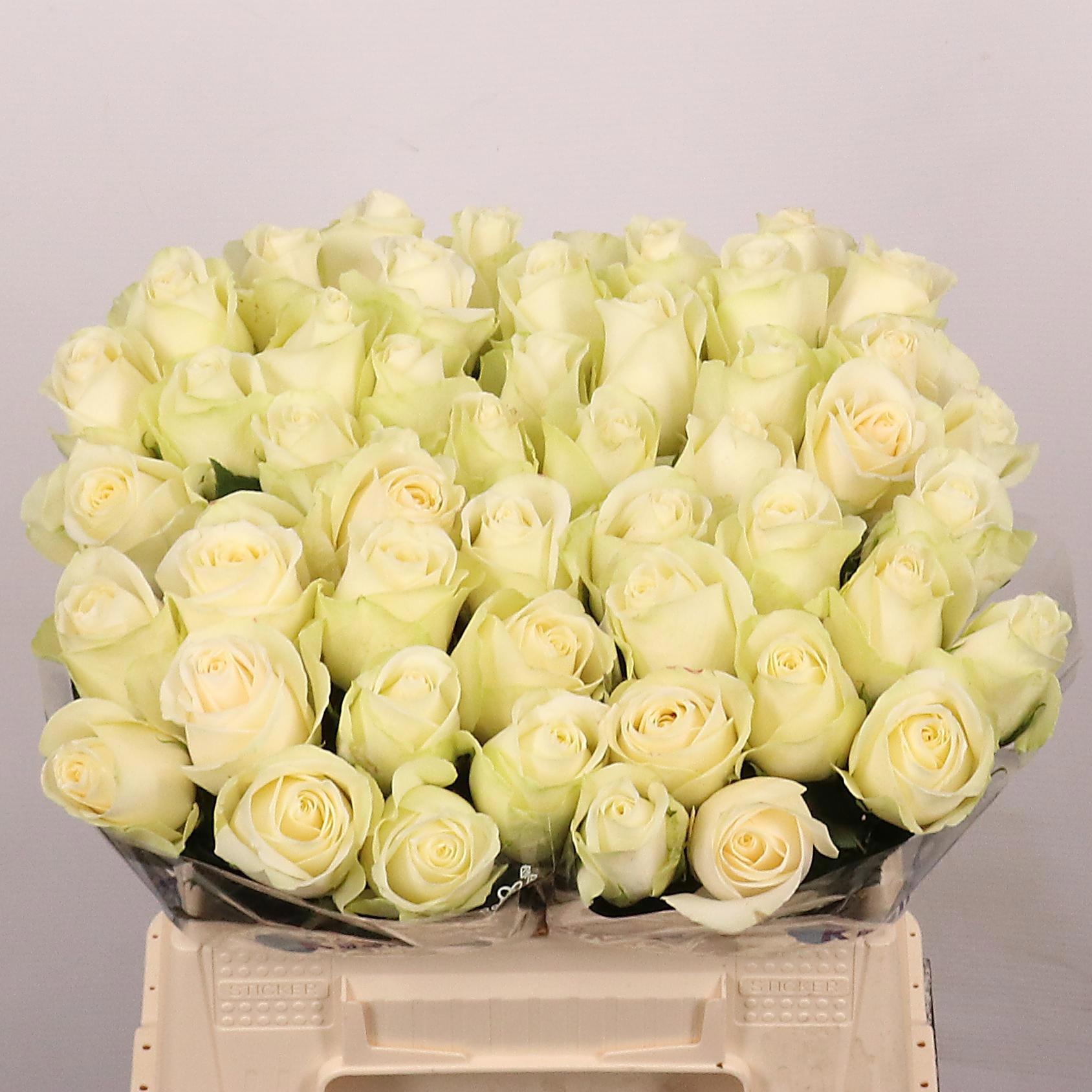Rosa Snowstorm 40cm