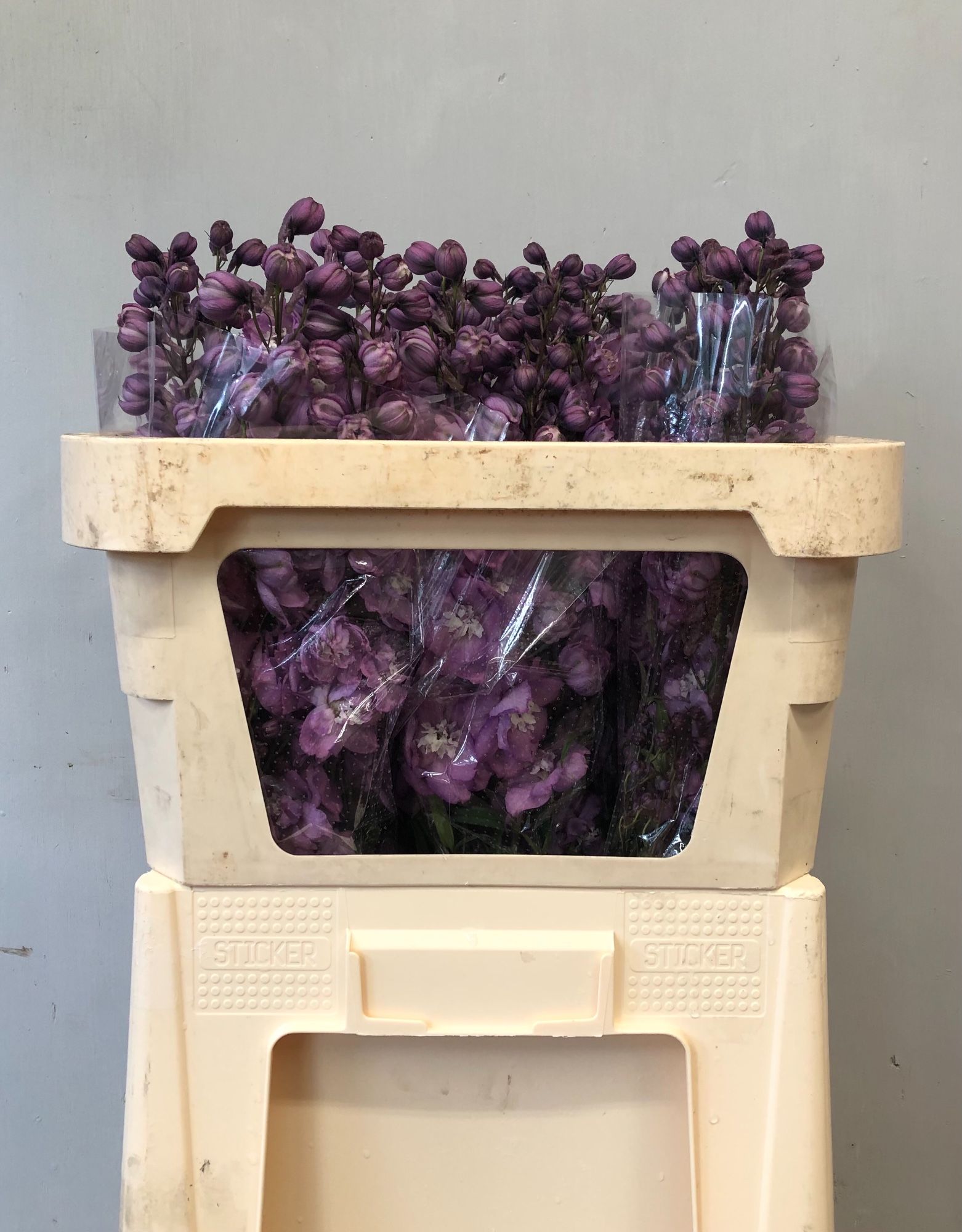 Delphinium El Double Dewi Hercules 70cm