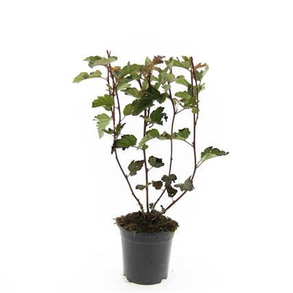 Picture of Physocarpus op. Red Baron P14