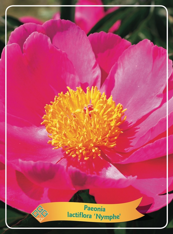 Picture of Paeonia Lactiflora mix 6x10 srt. per shelve P11