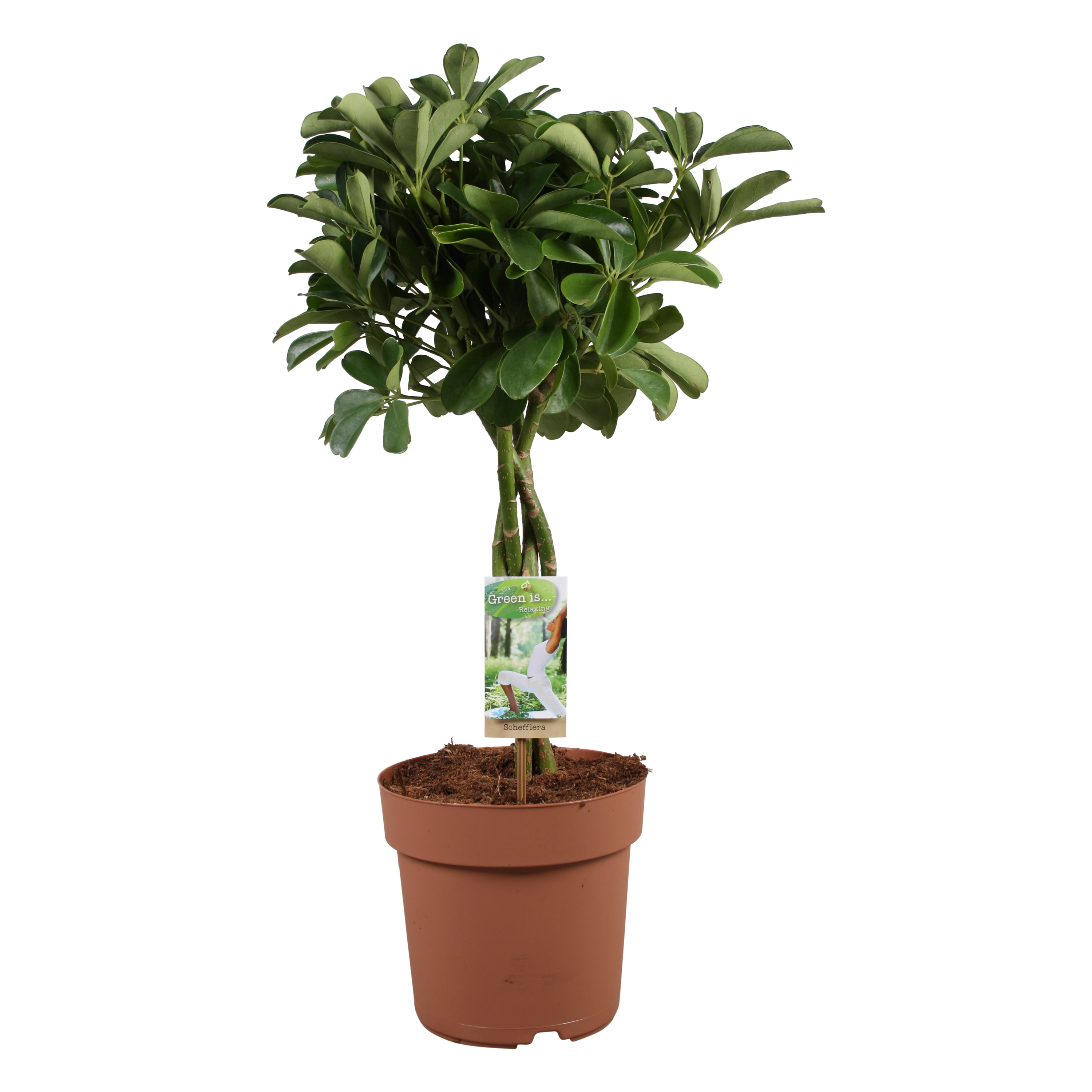 Picture of Schefflera Nora braided stem P21 80CM (LOOSE)