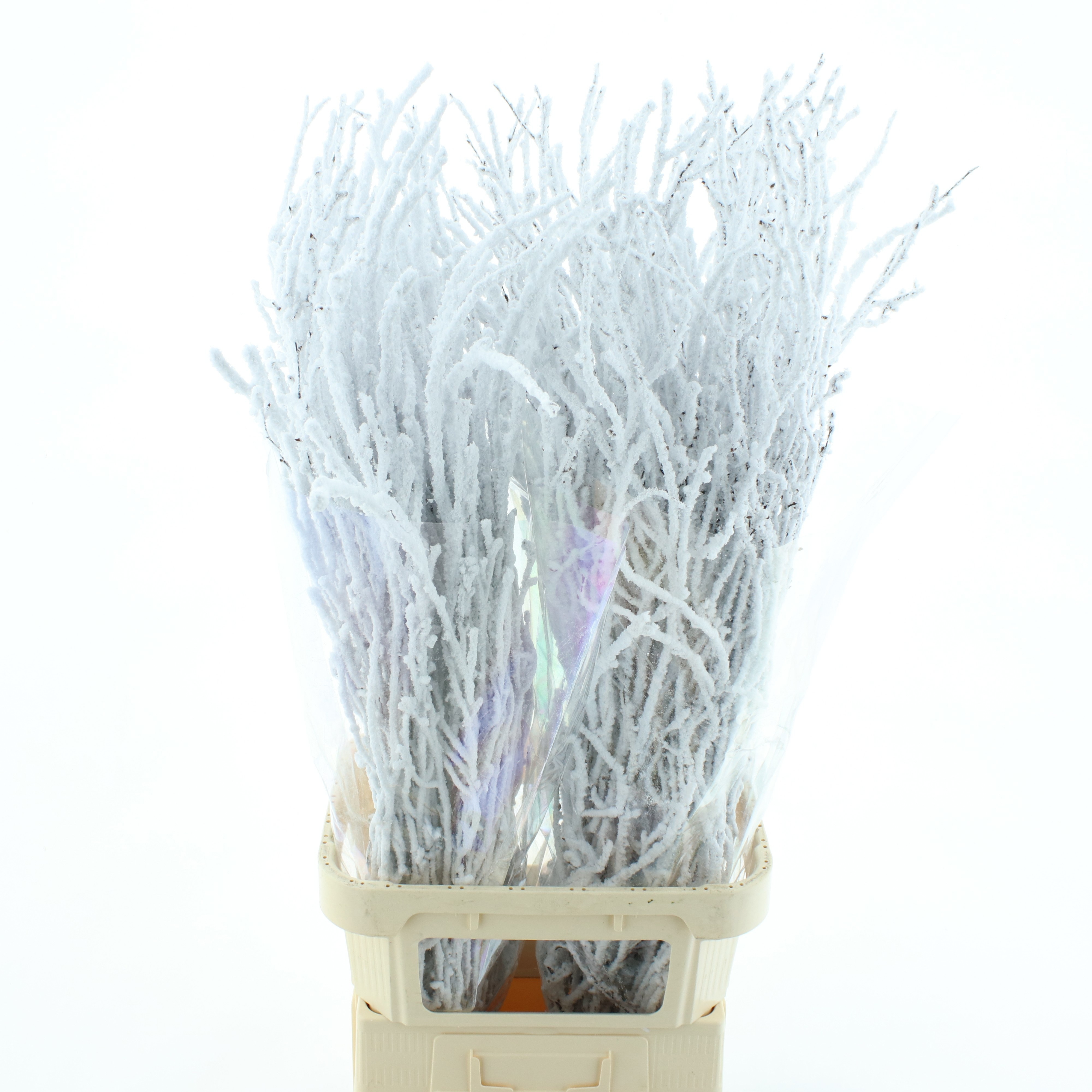 Betula (BIRCH) Painted