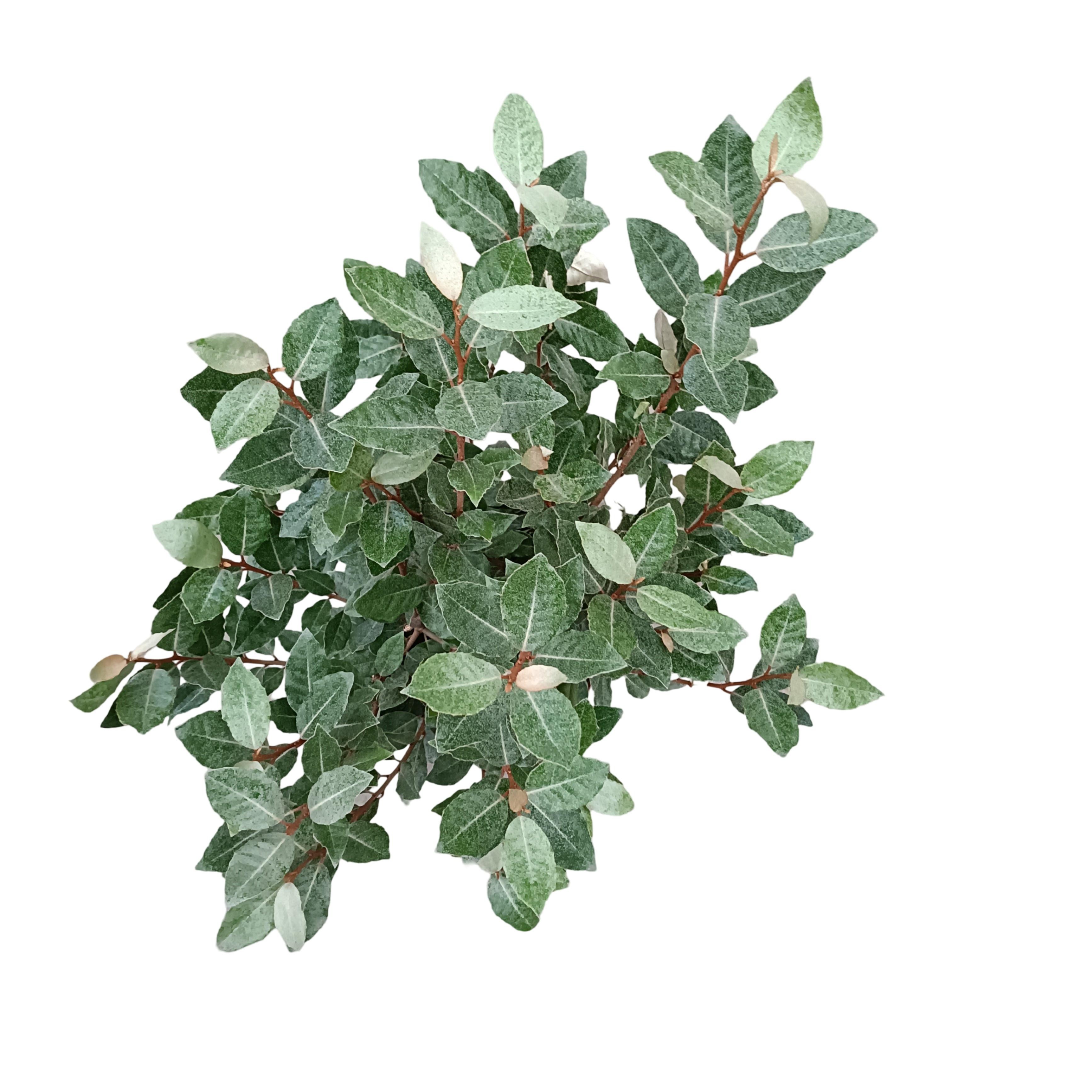 Picture of Elaeagnus ebbingei 'Compacta' C5