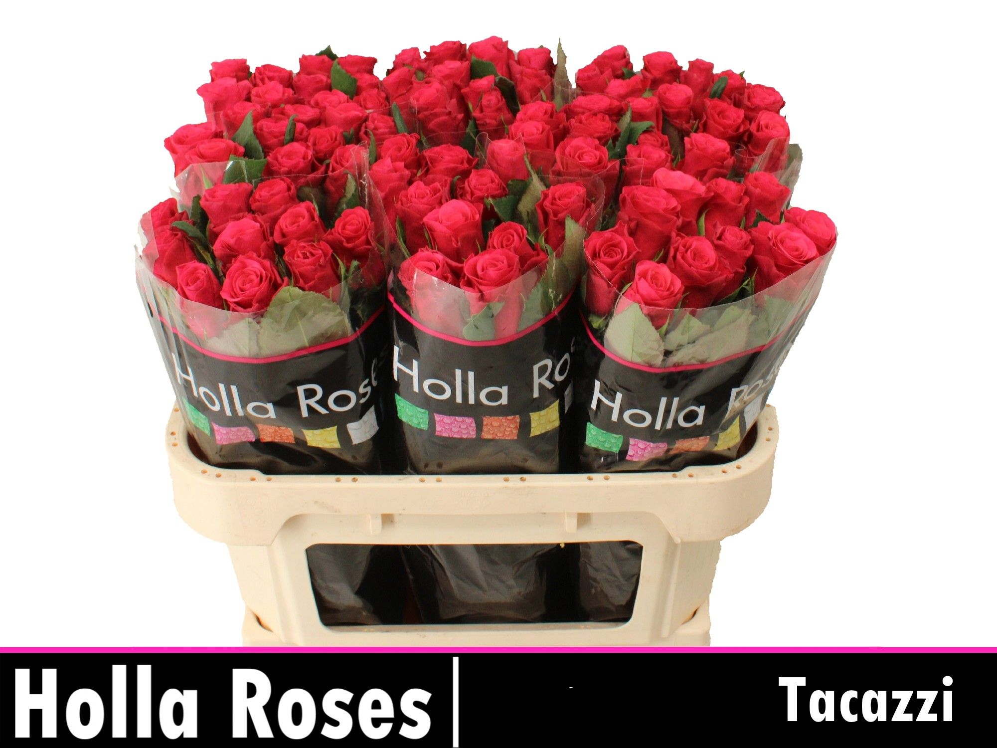 Rosa Tacazzi 70cm