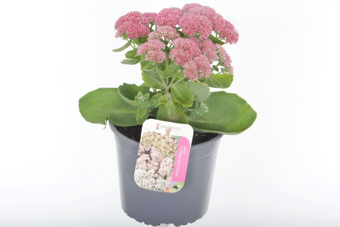 Sedum 'Herbstfreude'