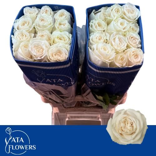 Rosa Playa Blanca 60cm