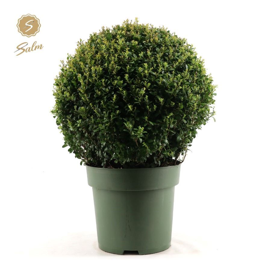 Picture of Ilex crenata Ball Ø50cm P33