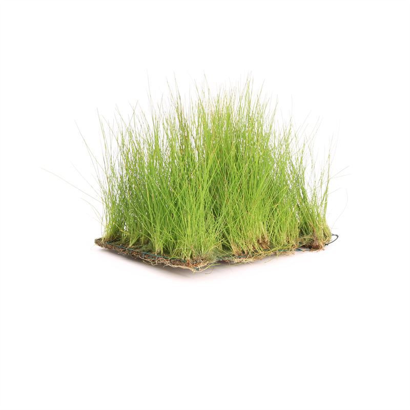 Eleocharis (naaldgras)op stalen net