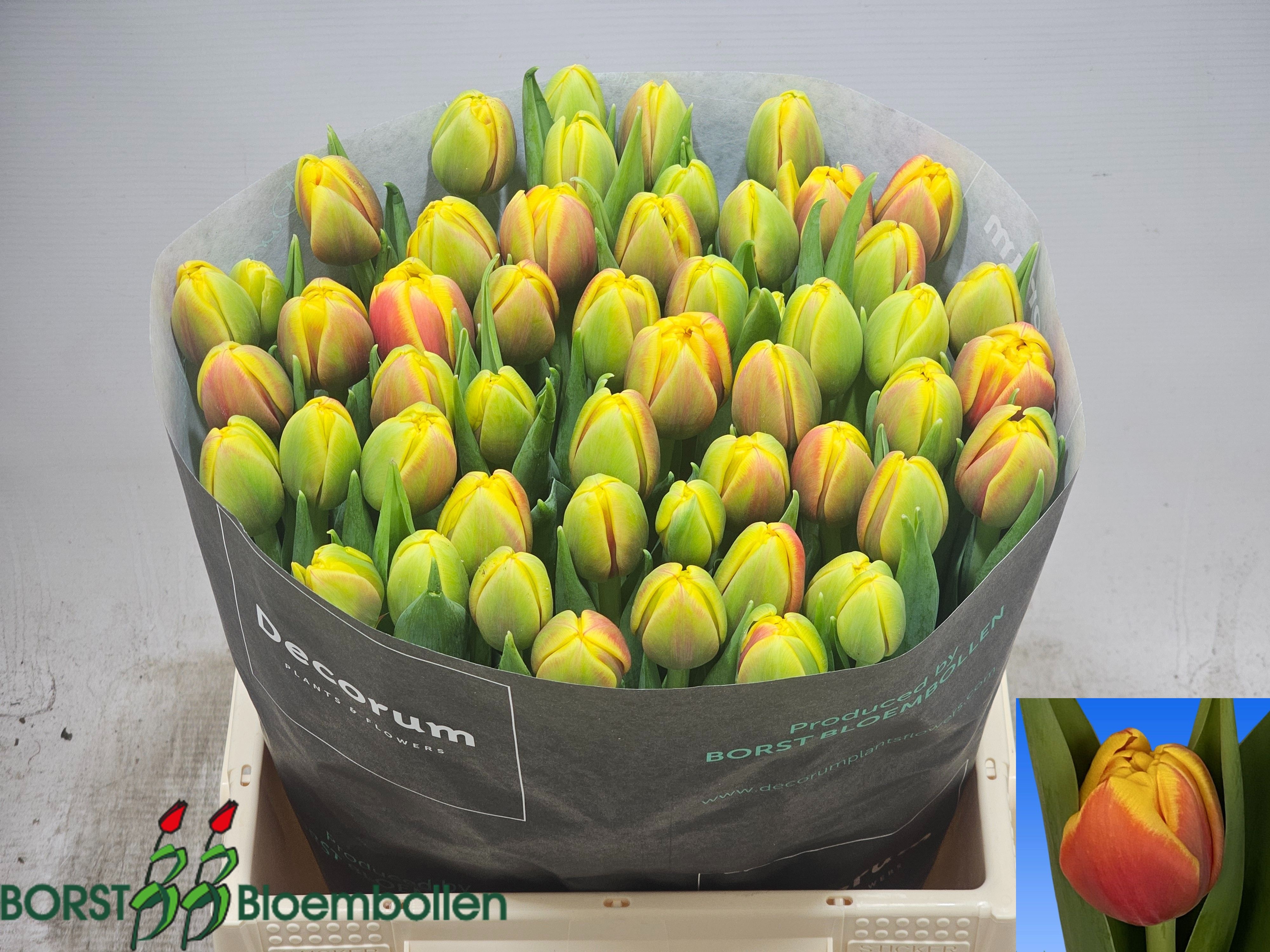 Tulipa Double Shell 34cm 26gram
