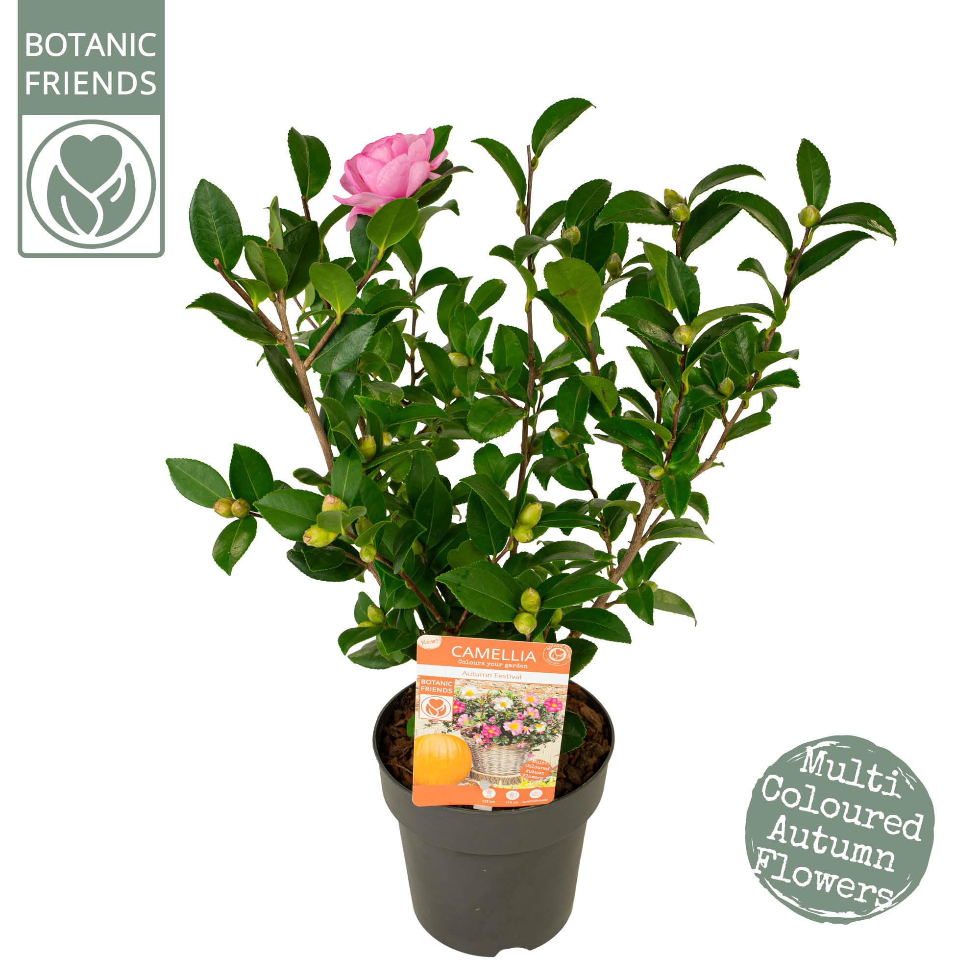 Picture of Camellia sas. Autumn Festival P15 PREMIUM