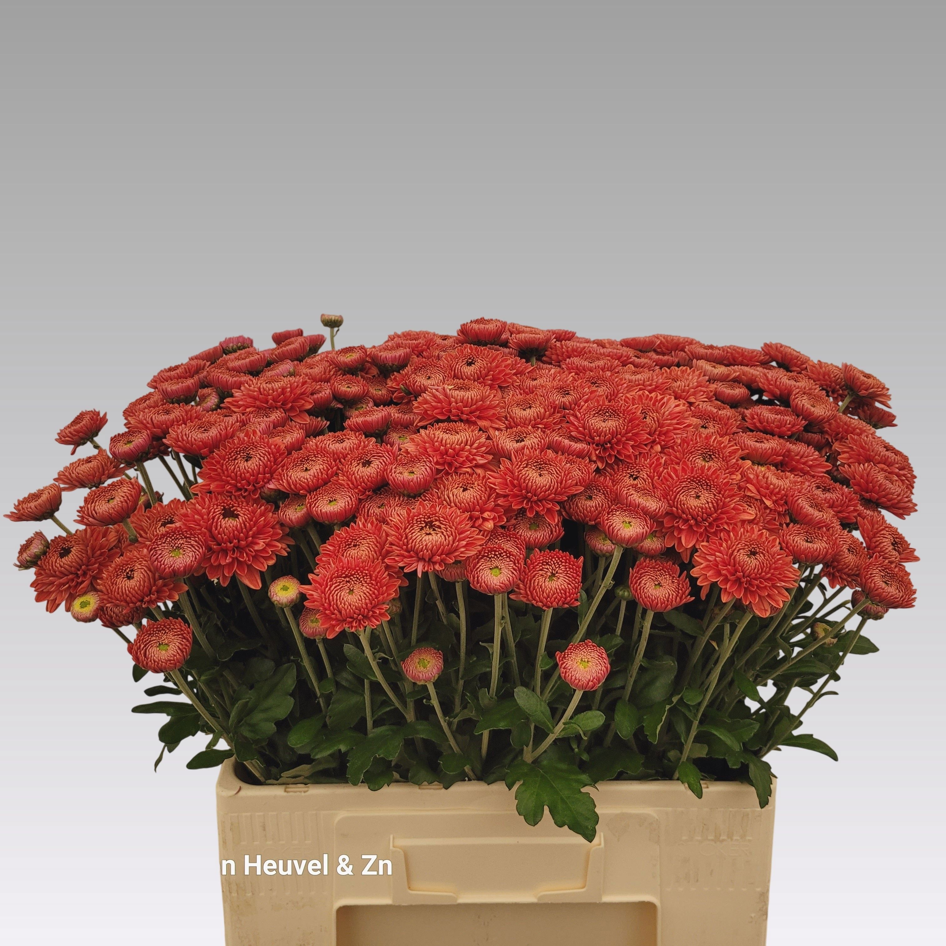 Chrys Spray Blenda Red 65gram