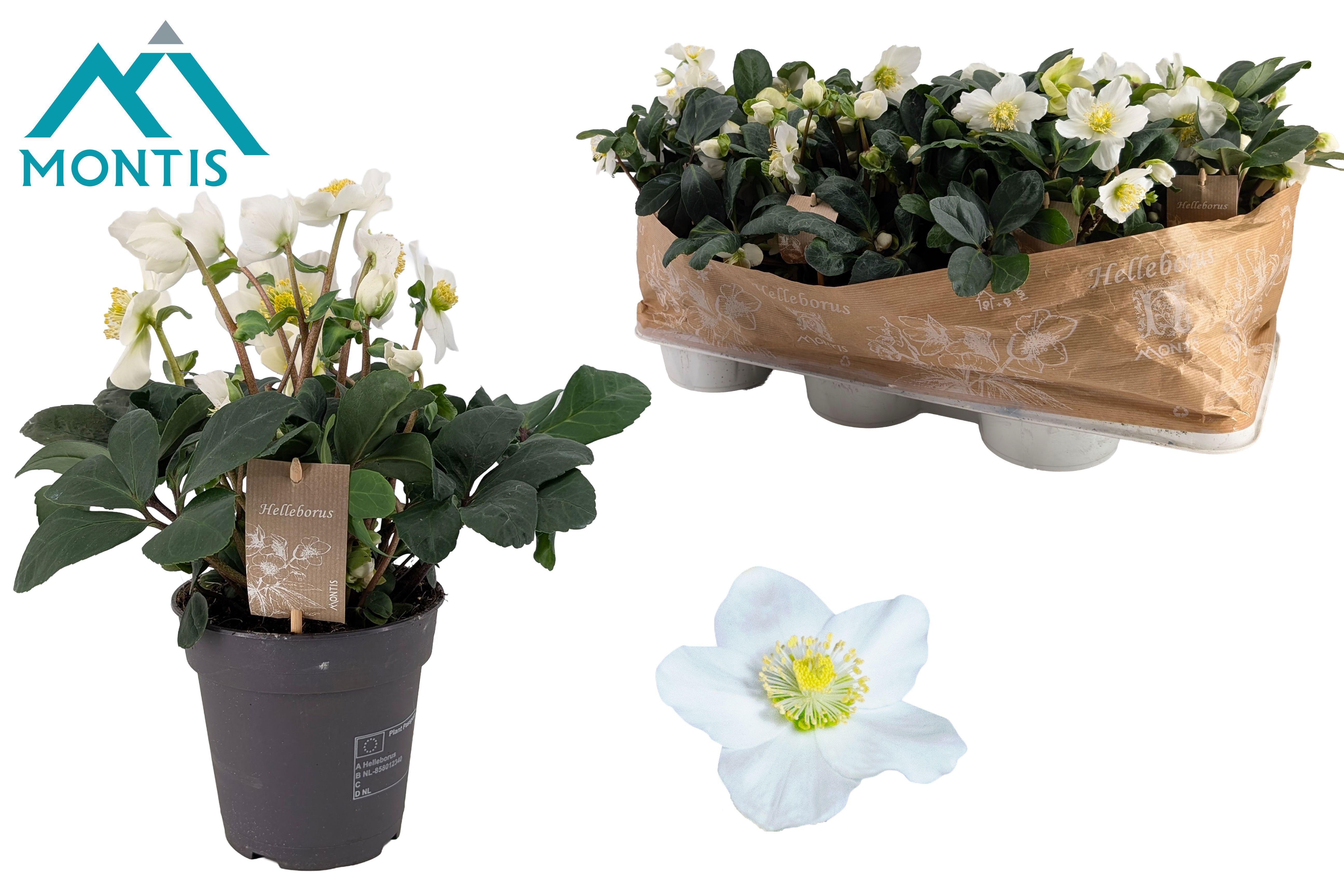 Helleborus Christmas Carol Extra Large
