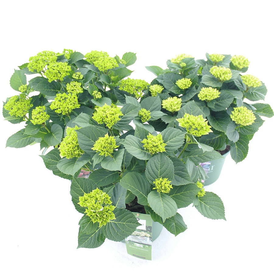 Picture of Hydrangea macr. Magical® MIX C5 (23cm.) Kn.