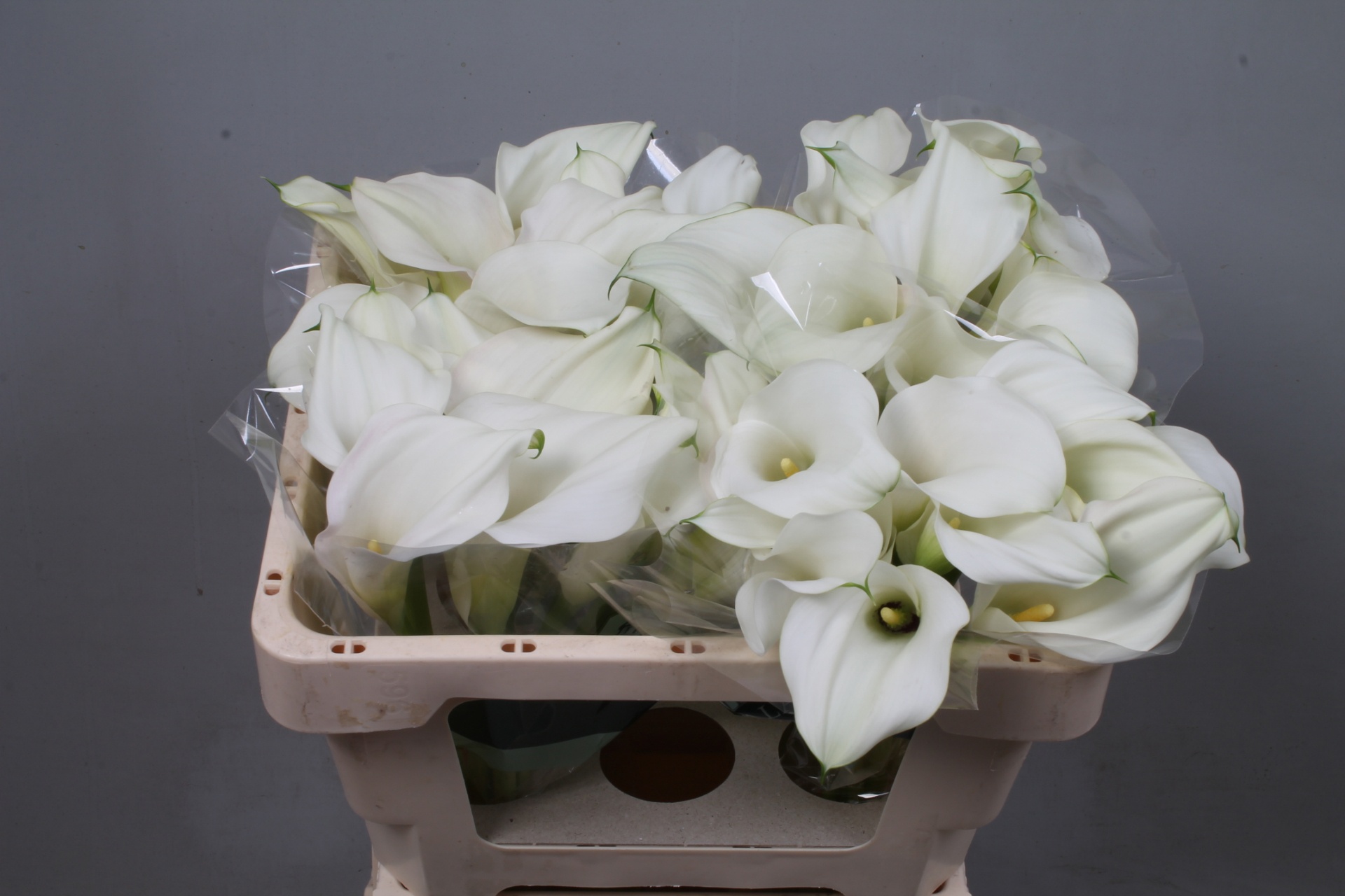 Calla Capt Ventura 50cm