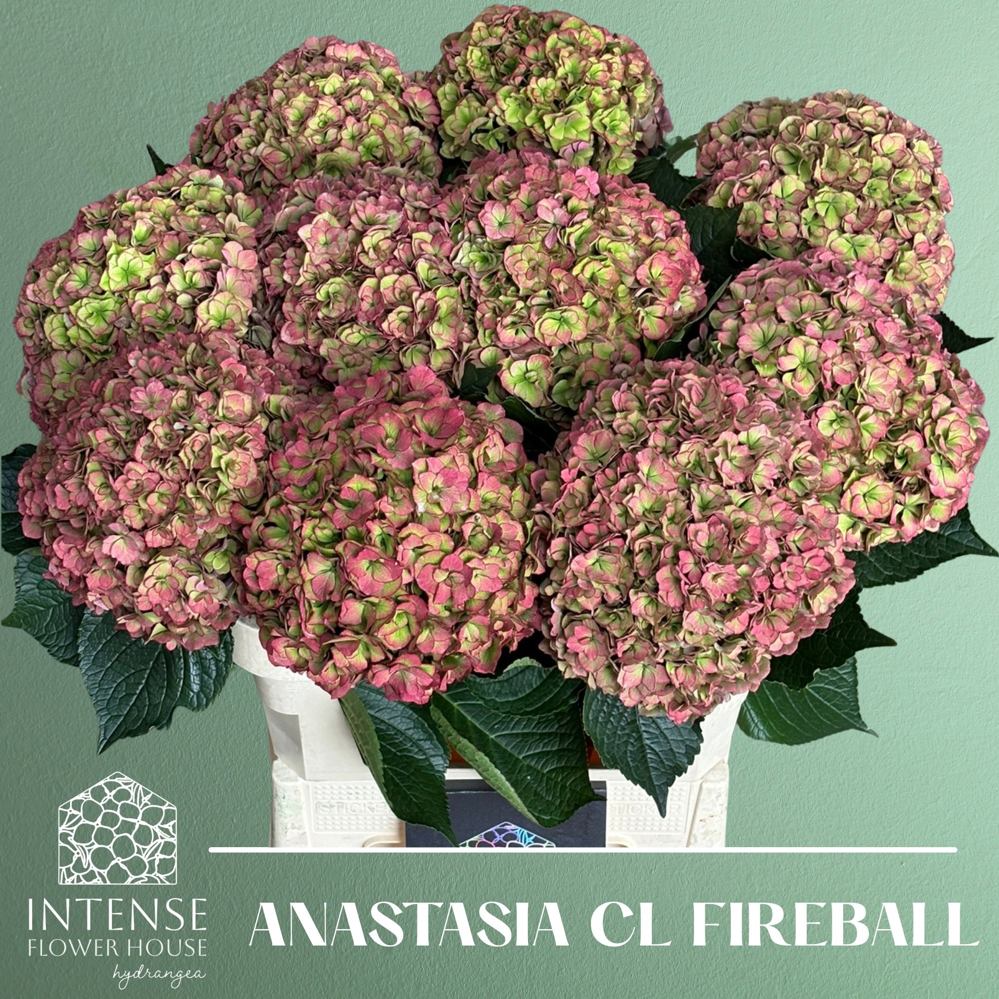 Hydrangea Royal Anastasia Classic 80cm 22Ø