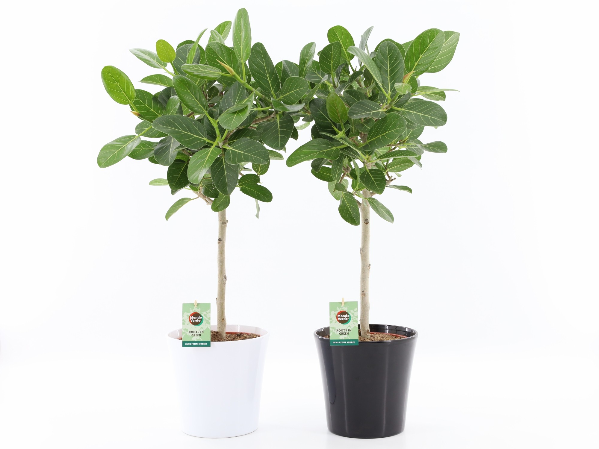 Picture of Ficus benghalensis Petite Audrey in Black & White ceramic P24 95CM