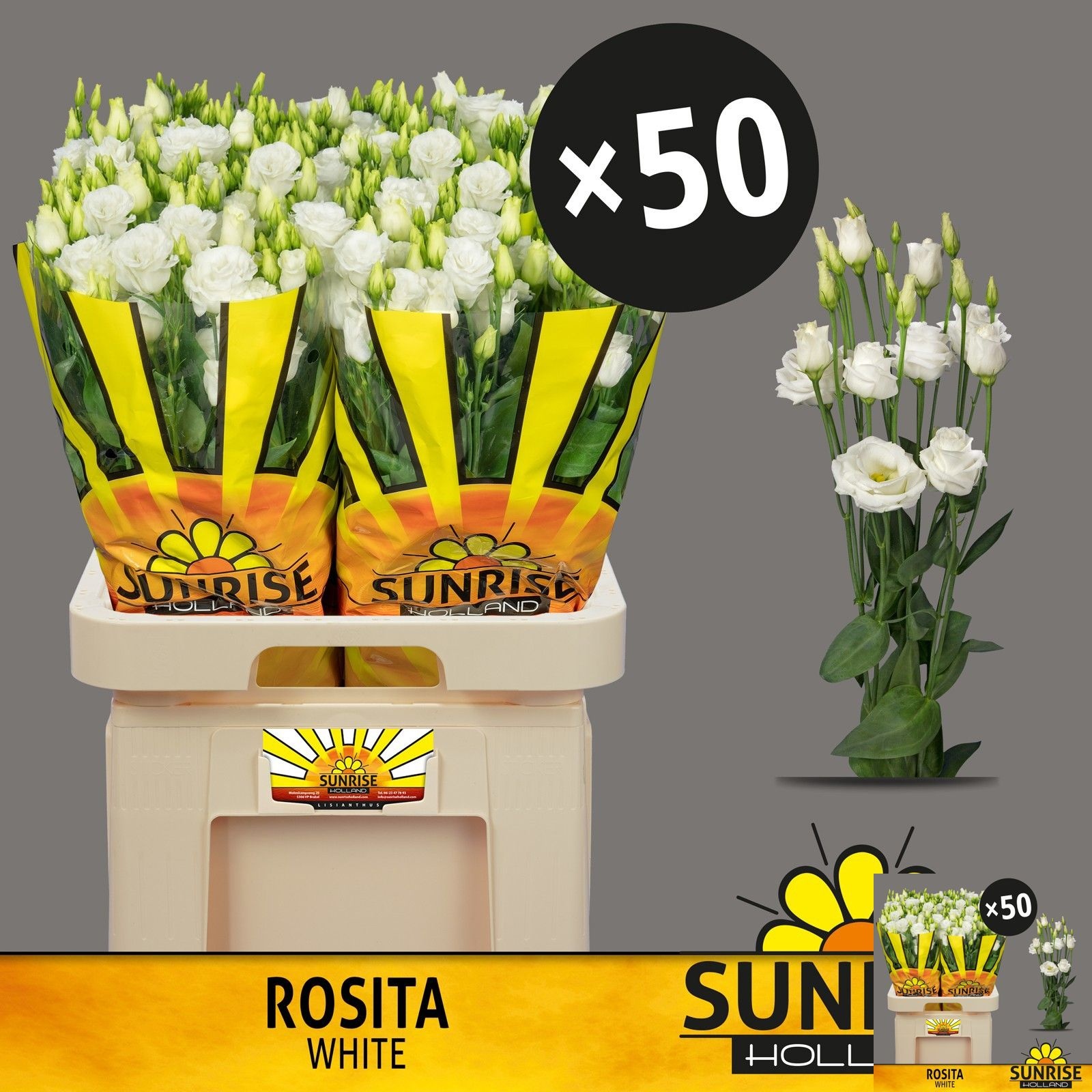Lisianthus Double Rosita White 70cm