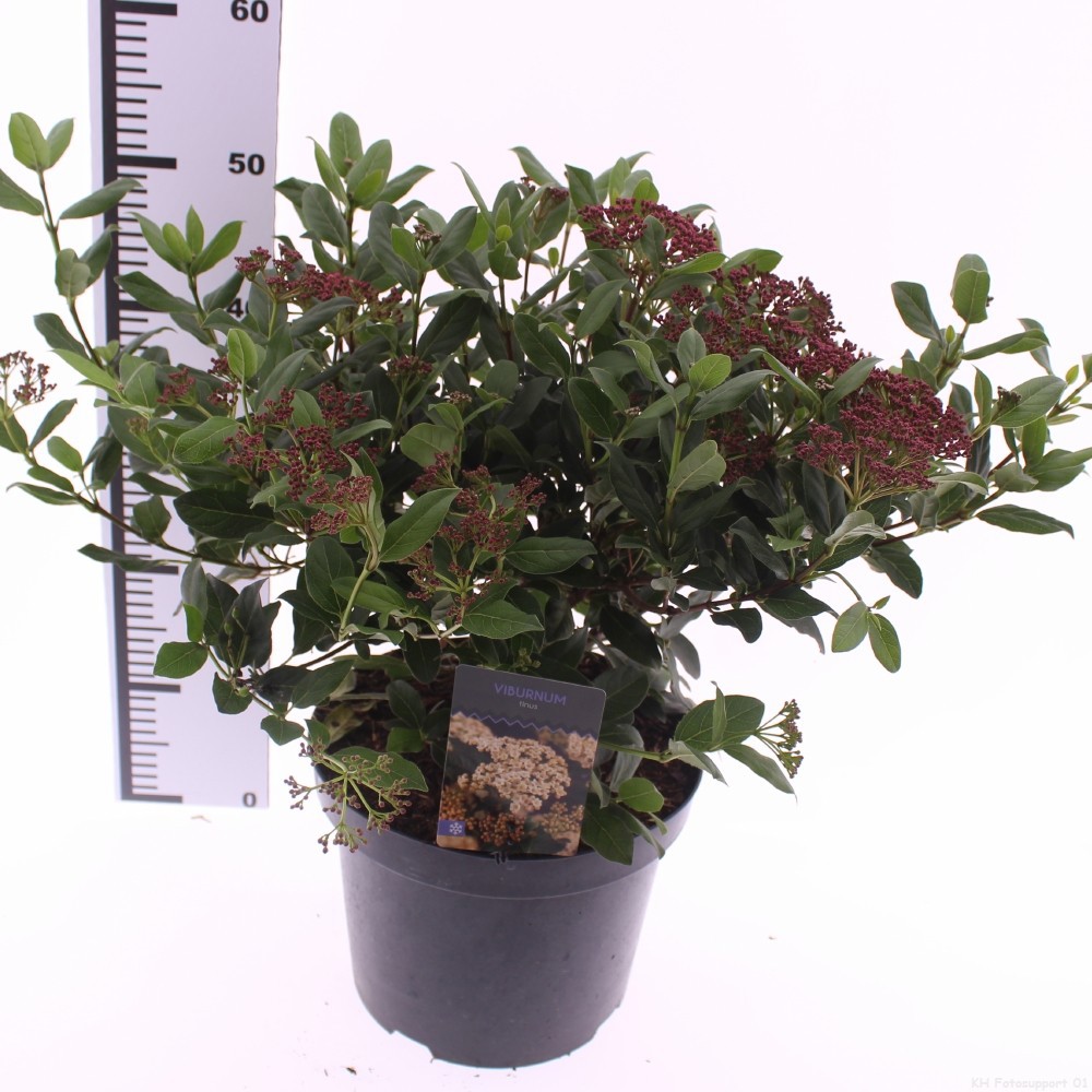 Picture of Viburnum tinus 'Gwenllian'