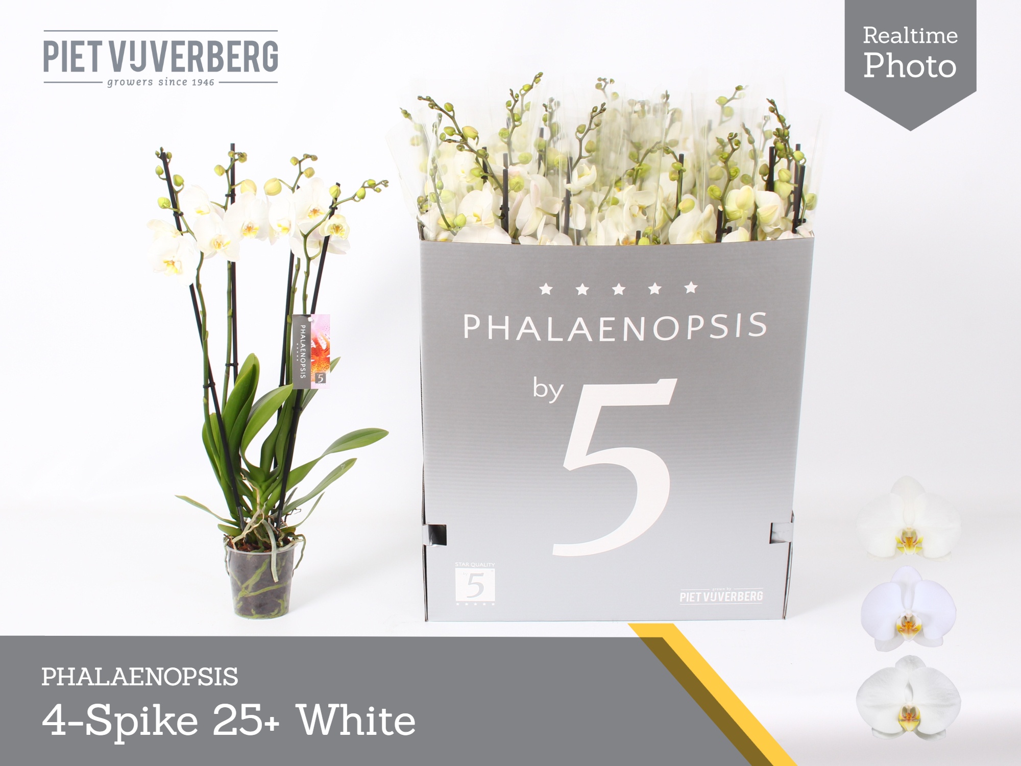 Phalaenopsis White 2 Stem 12Ø 70cm