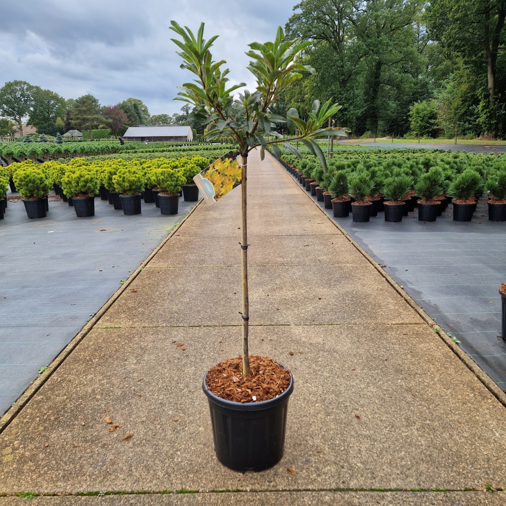 Picture of Rhododendron (Azalea KH) Gold Topas P31 100CM (LOOSE)