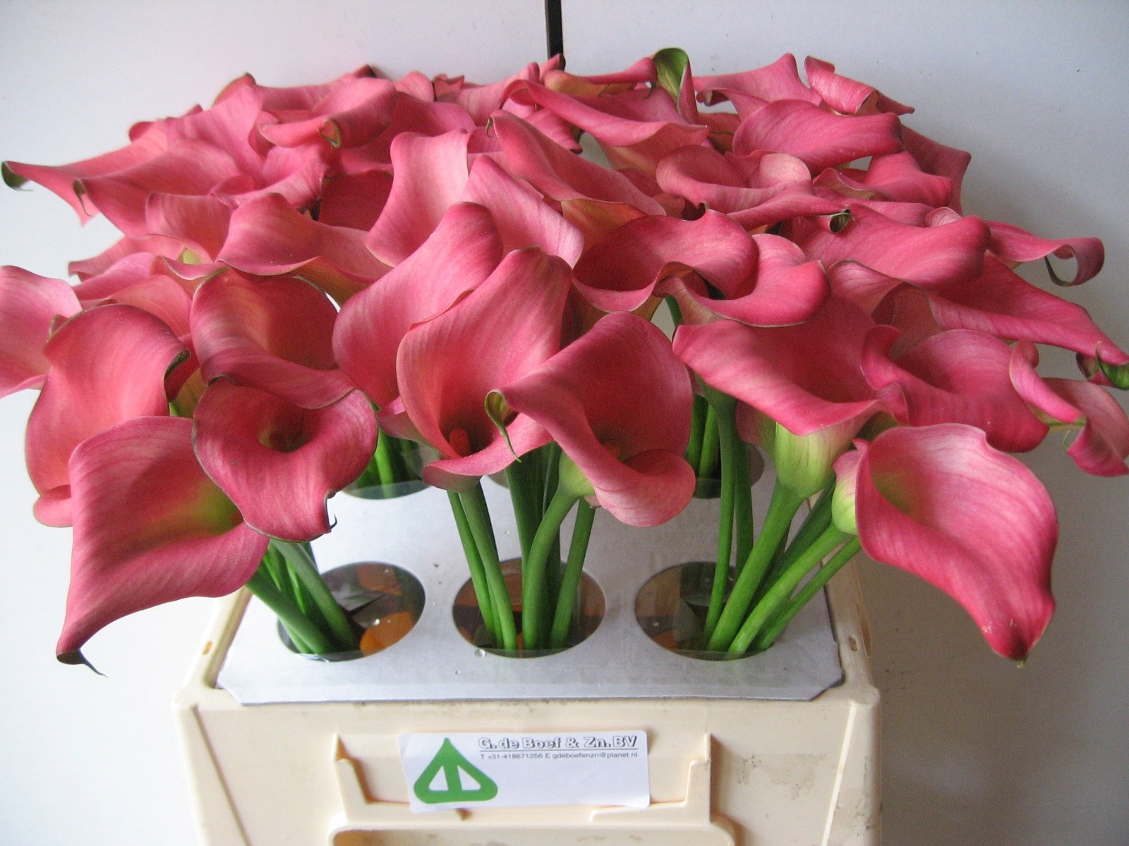 Calla Nashville 40cm