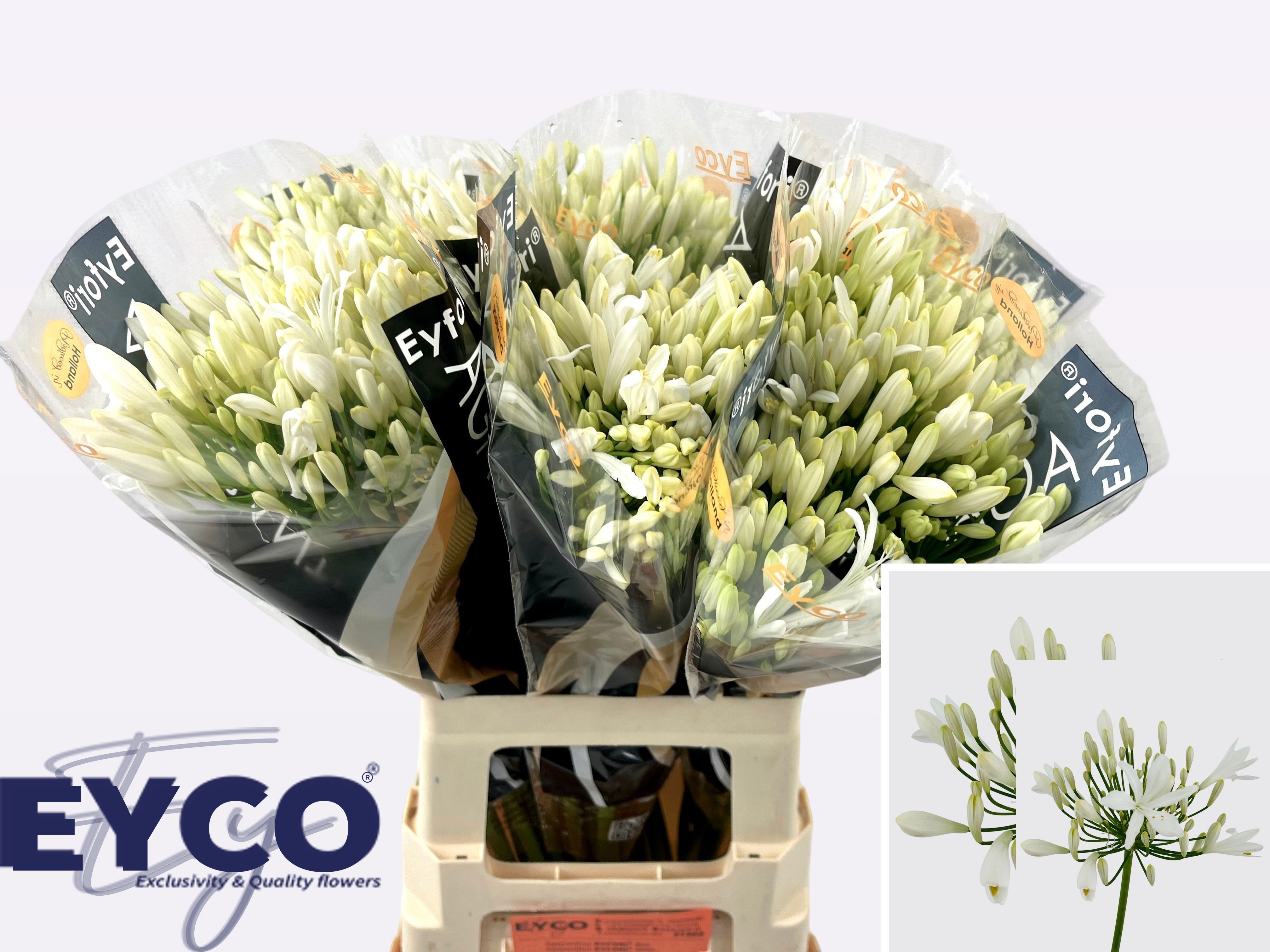 Agapanthus Bianca Perla 60cm
